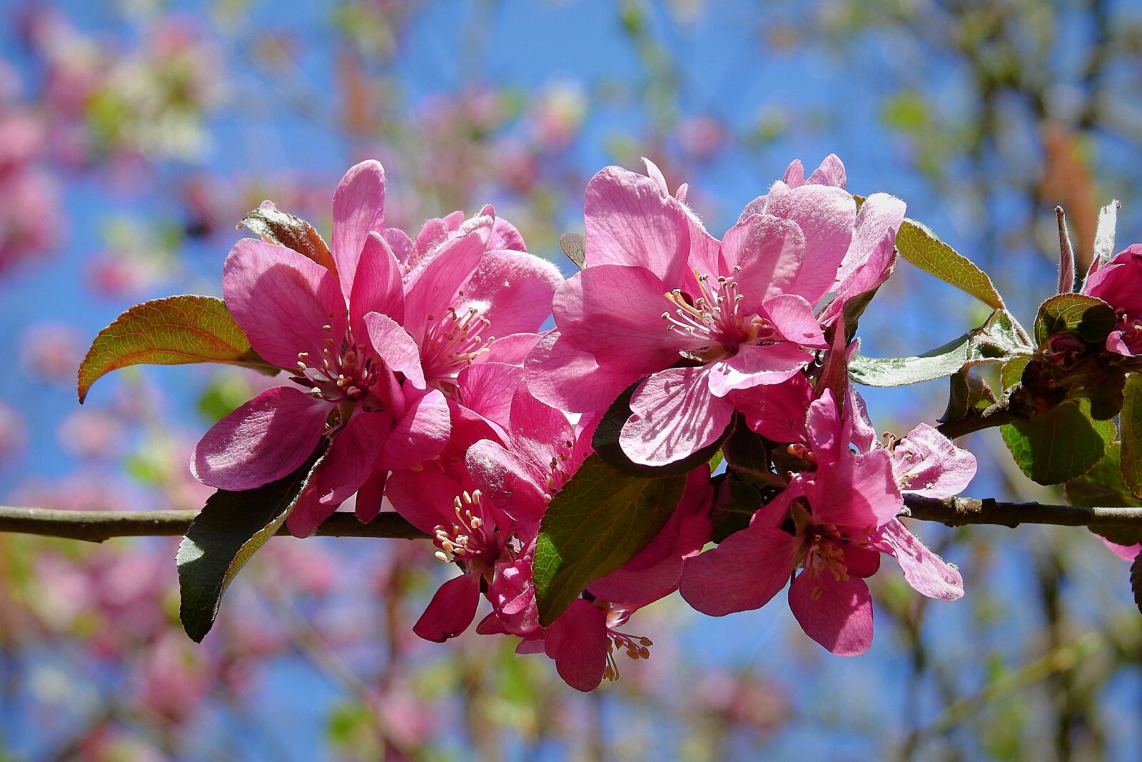 Nikon Coolpix P900 sample photo. Flowers, flowering, spring photography