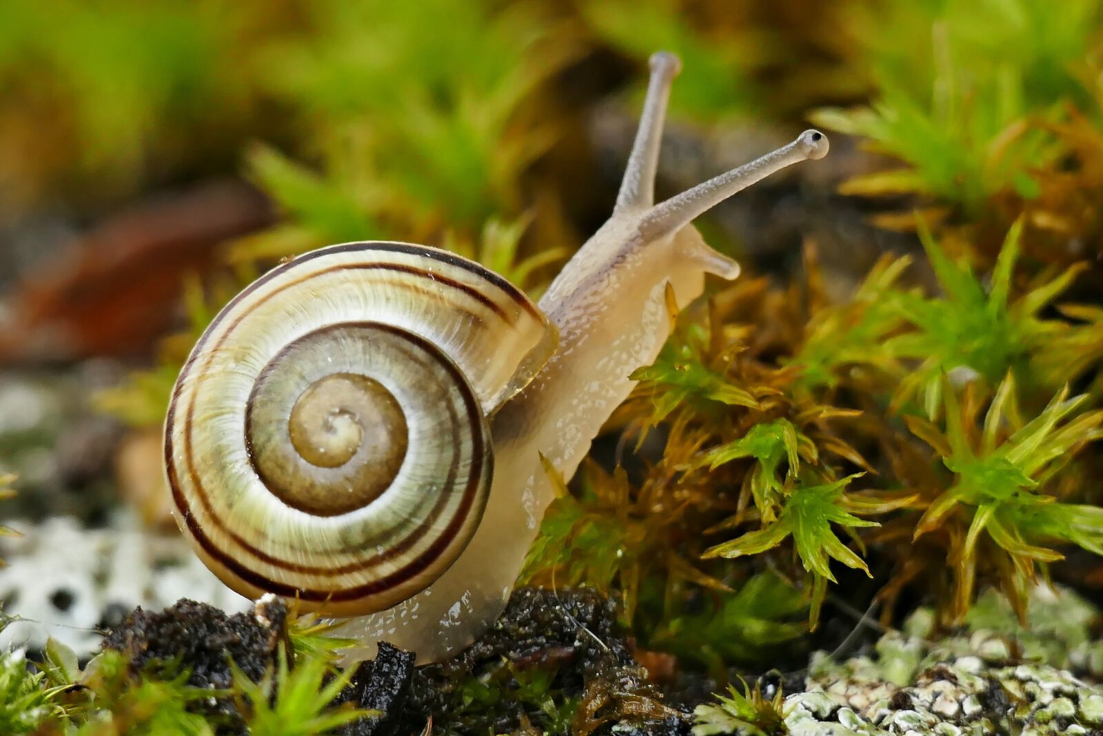 Panasonic Lumix DMC-FZ1000 sample photo. Snail, shell, moss photography