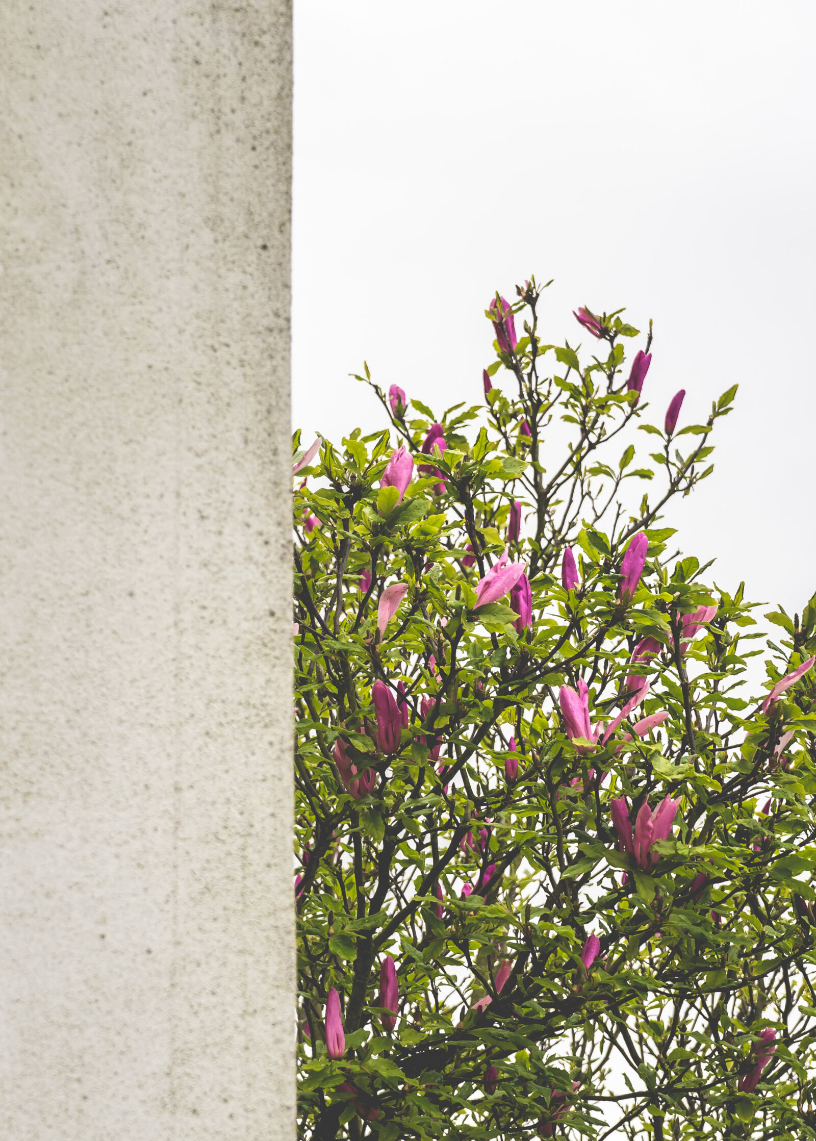 Sony a7 II + Sony FE 28-70mm F3.5-5.6 OSS sample photo. Faded, flowers, spring, weather photography