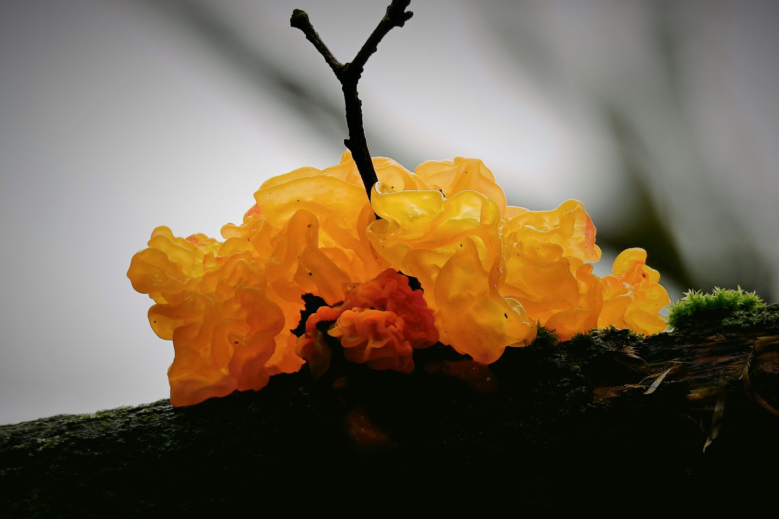 Nikon Coolpix P900 sample photo. Mushroom, tree, forest photography