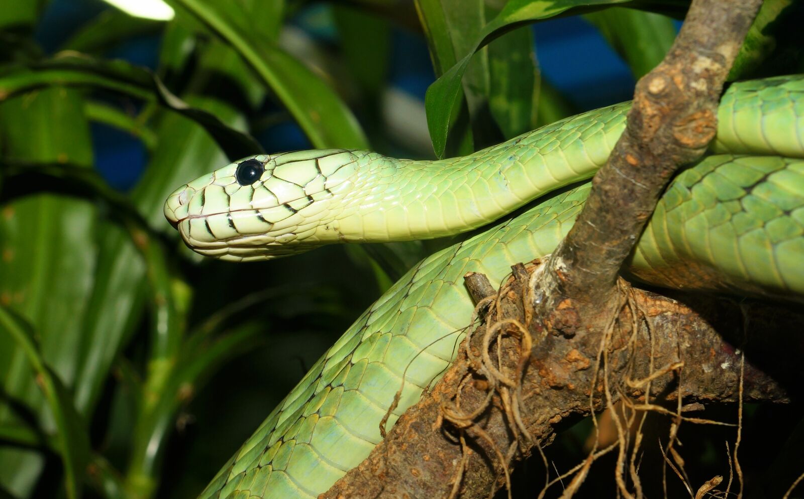 Sony a99 II + MACRO 50mm F2.8 sample photo. Snake, green mamba, dangerous photography