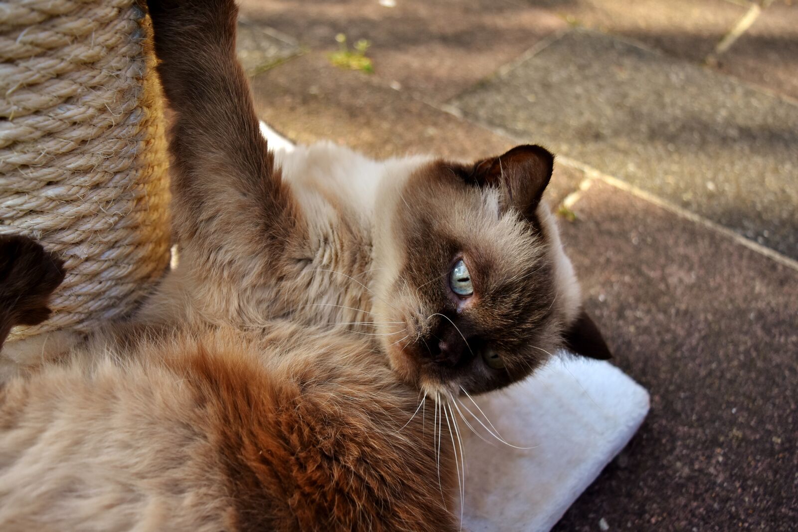 Nikon D7200 sample photo. British shorthair, cat, kratzbaum photography