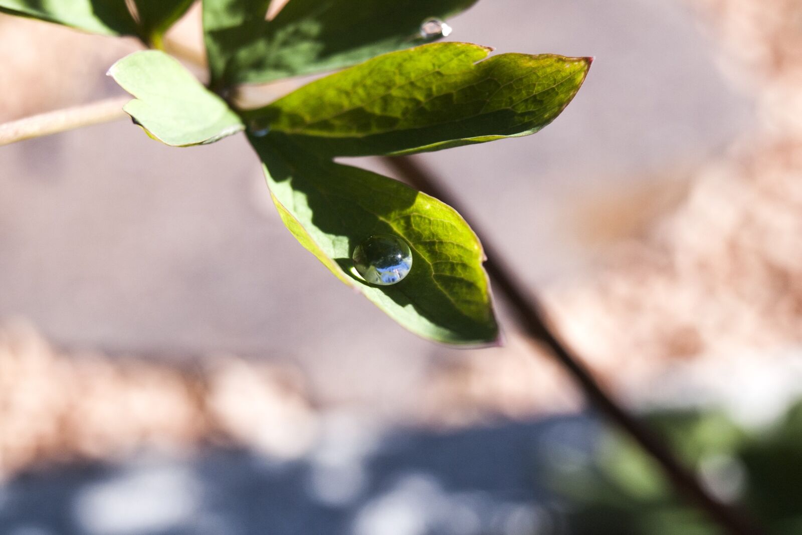 Olympus E-510 (EVOLT E-510) sample photo. Dewdrop, dew, leaves photography