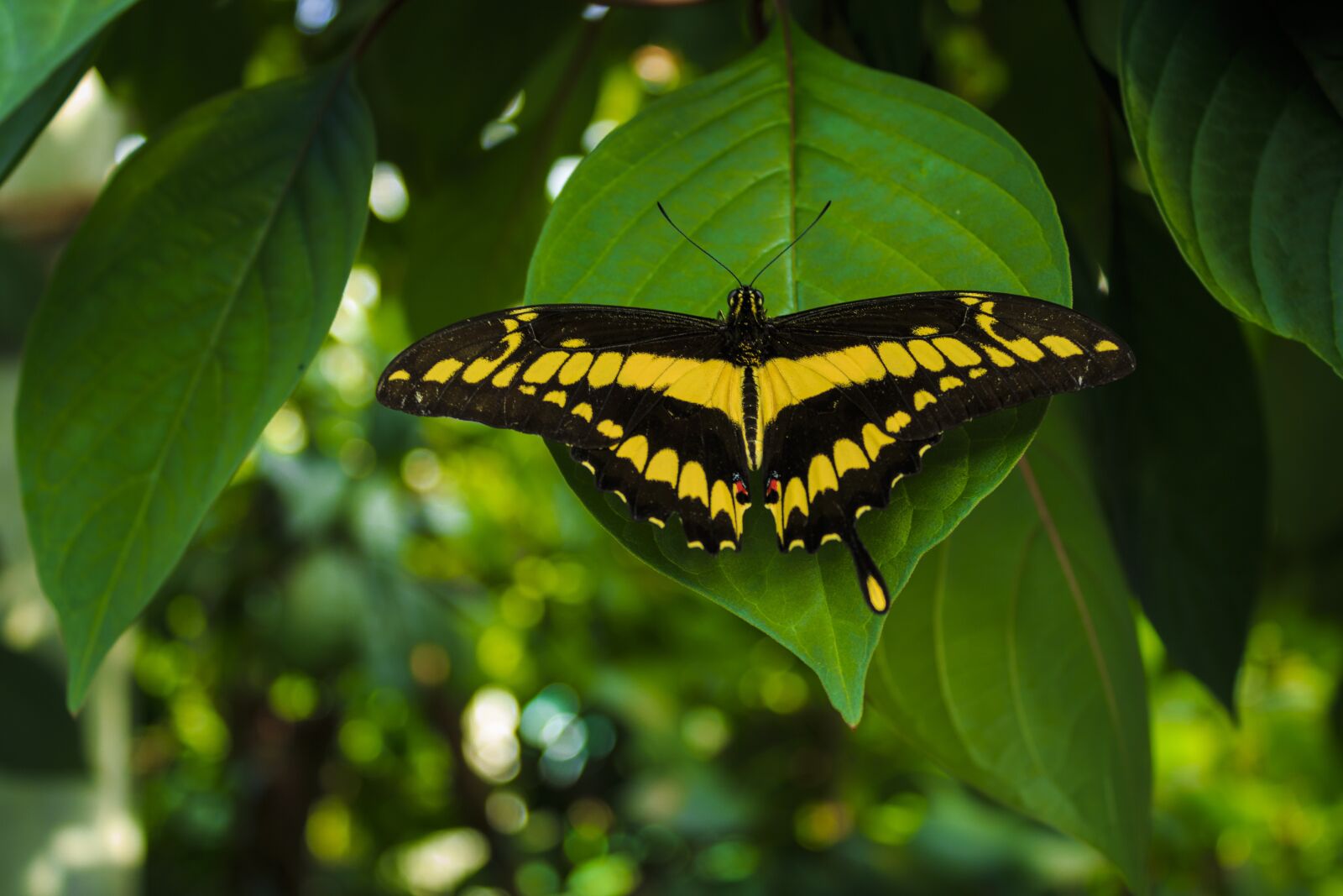 Canon EOS 650D (EOS Rebel T4i / EOS Kiss X6i) sample photo. Butterfly, insect, flower photography