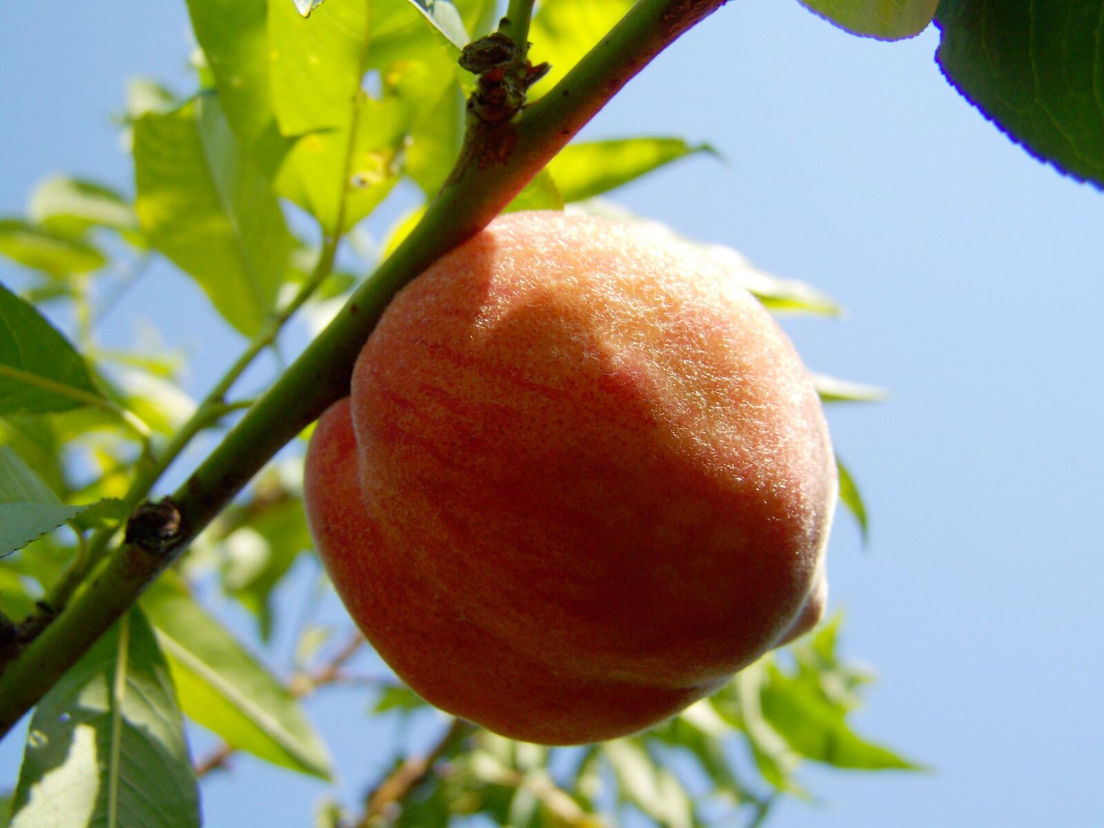 Kodak EASYSHARE ZD710 ZOOM DIGITAL CAMERA sample photo. Peach, ripe fruit, yellow-red photography
