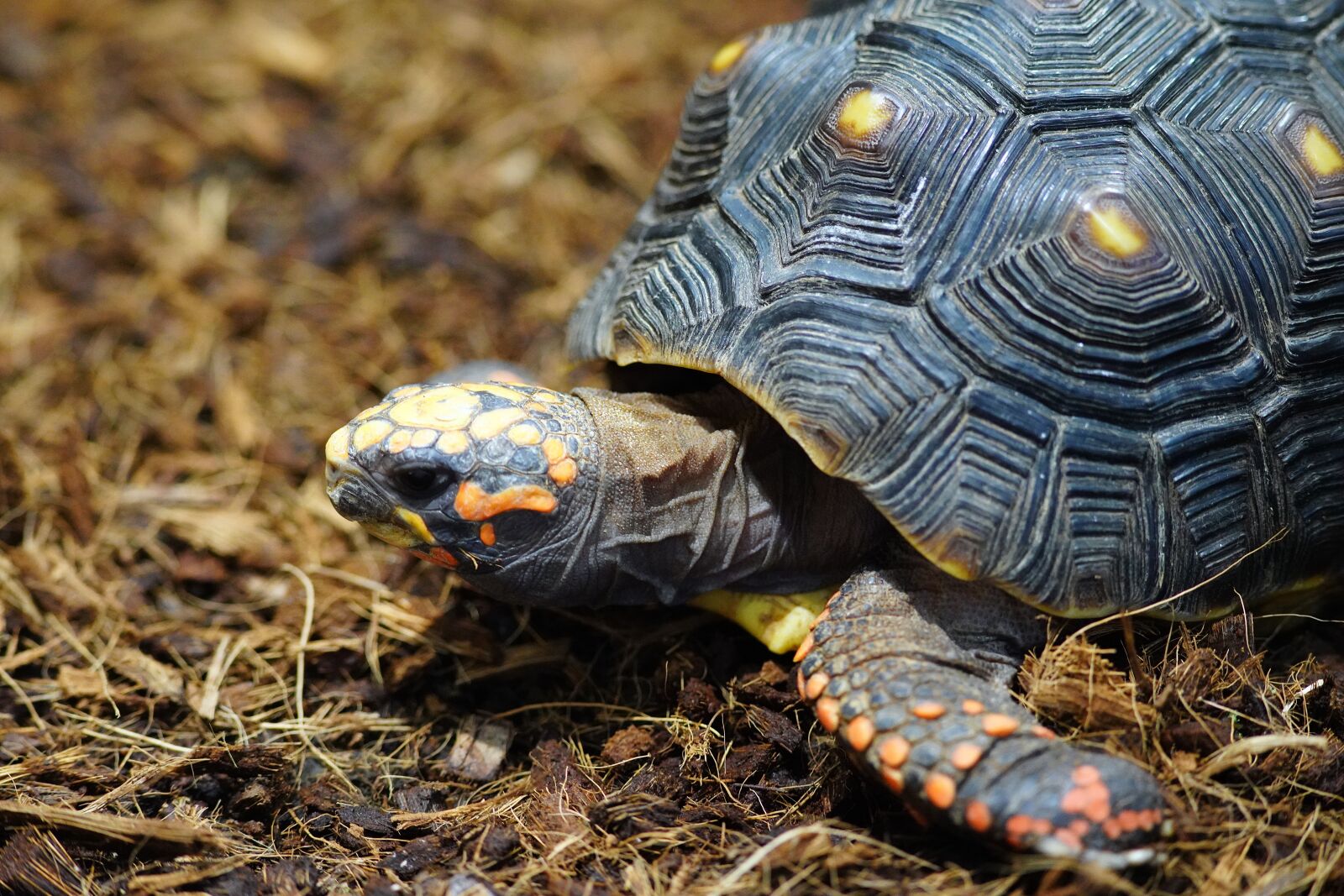 Canon EF 300mm F4L IS USM sample photo. Turtle, crustacean, nature photography