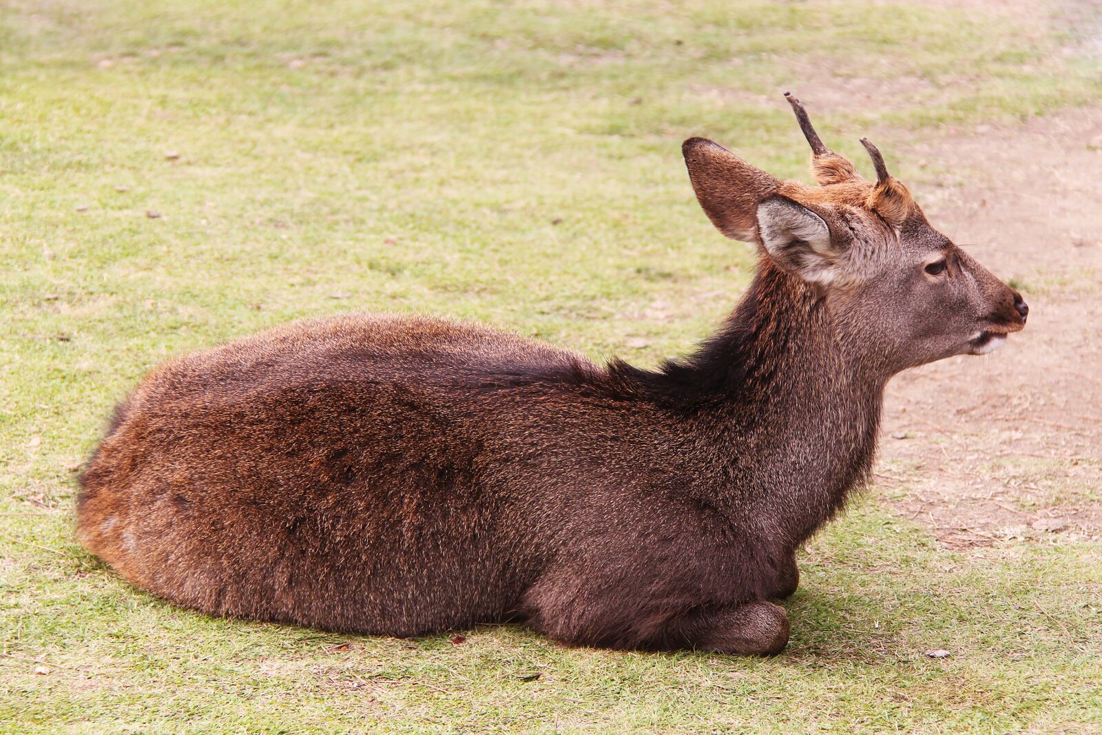 Canon EOS 500D (EOS Rebel T1i / EOS Kiss X3) sample photo. Deer, beautiful, mammal photography