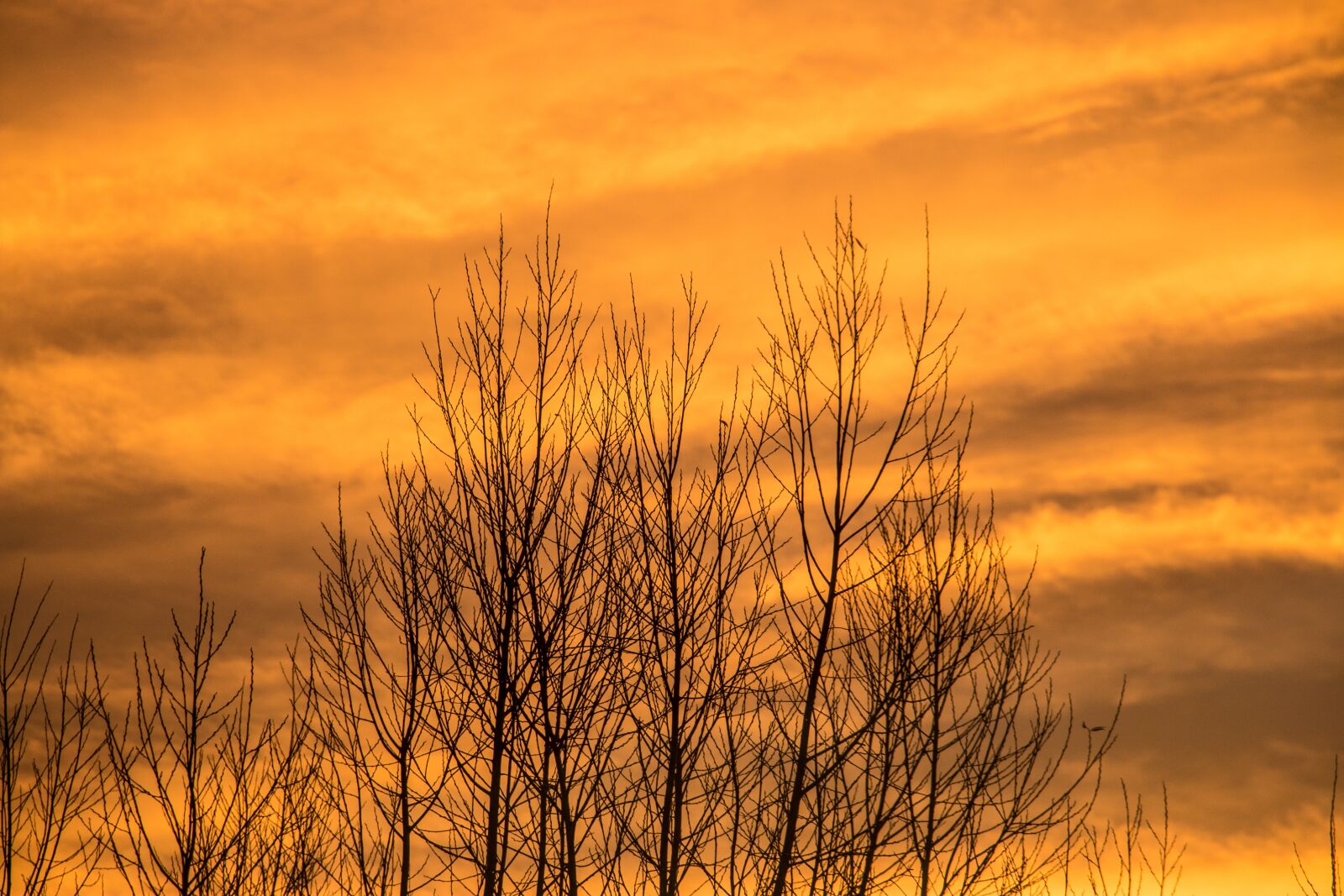 Canon EOS 70D sample photo. Sky, tree, autumn photography