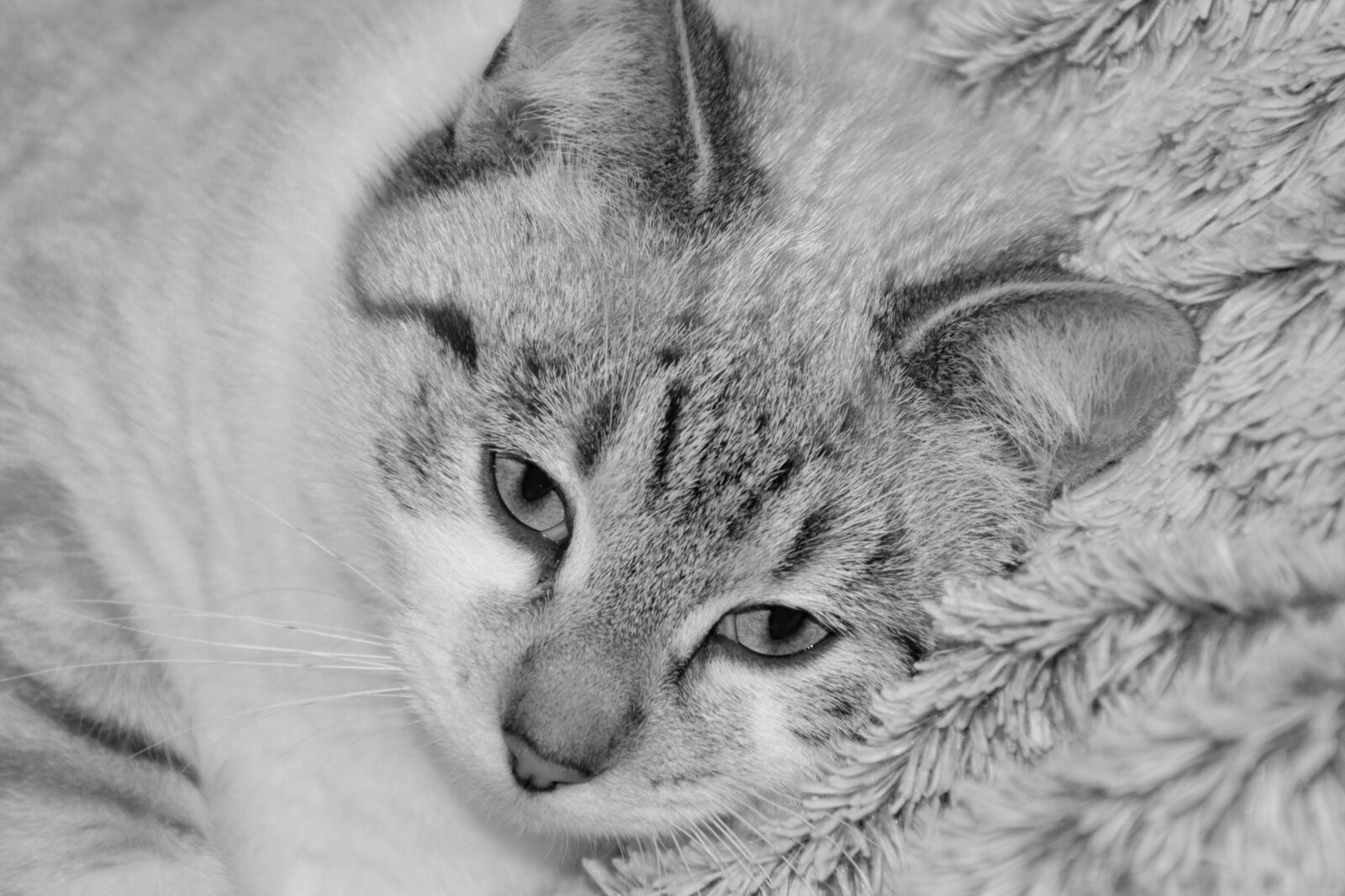 Nikon D5200 sample photo. Cat, young cat, photo photography