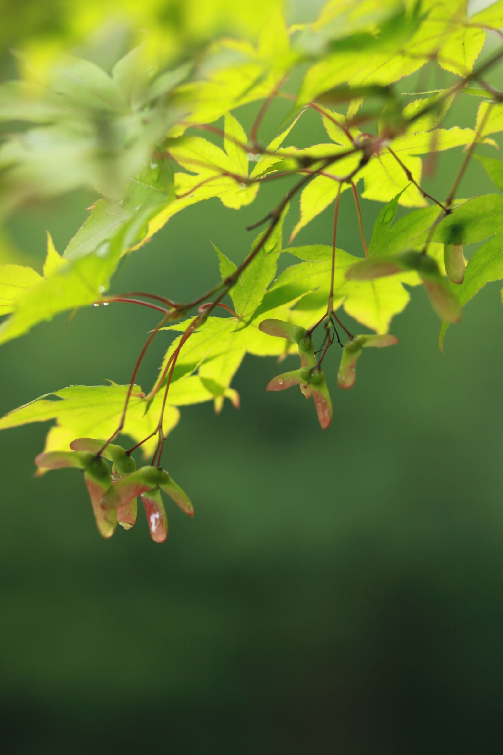 Canon EOS 500D (EOS Rebel T1i / EOS Kiss X3) sample photo. Leaf, the leaves, abstract photography