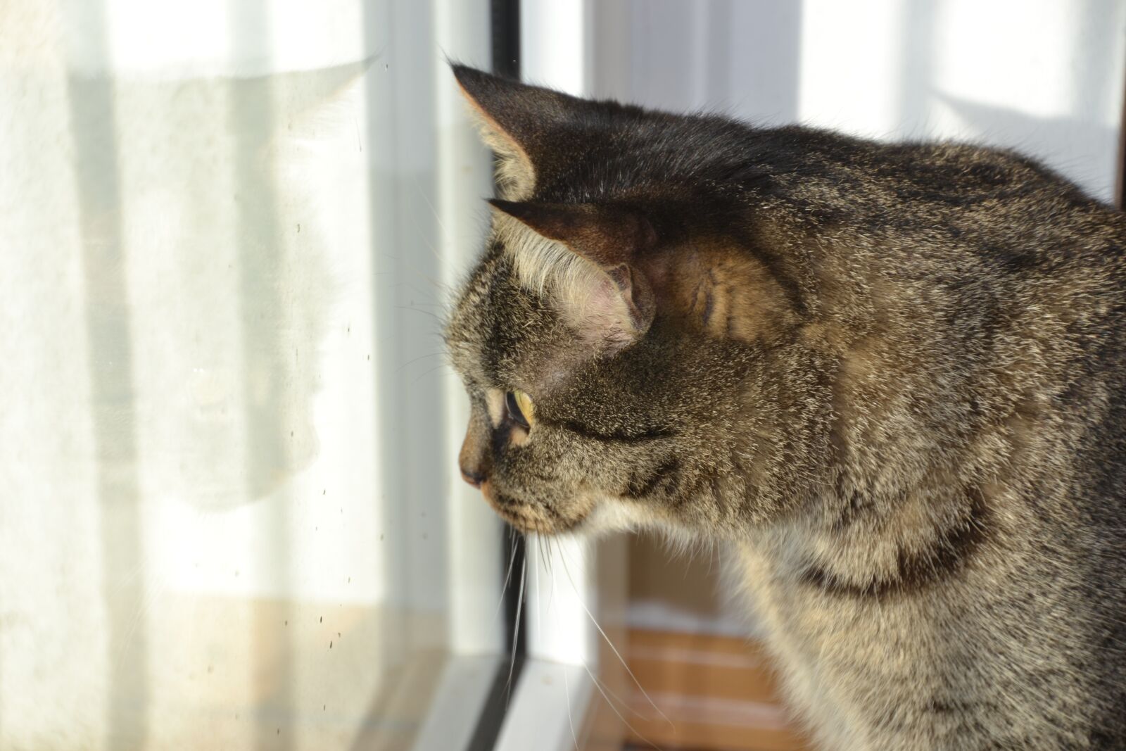 Nikon D3100 sample photo. Cat, domestic cat, pet photography
