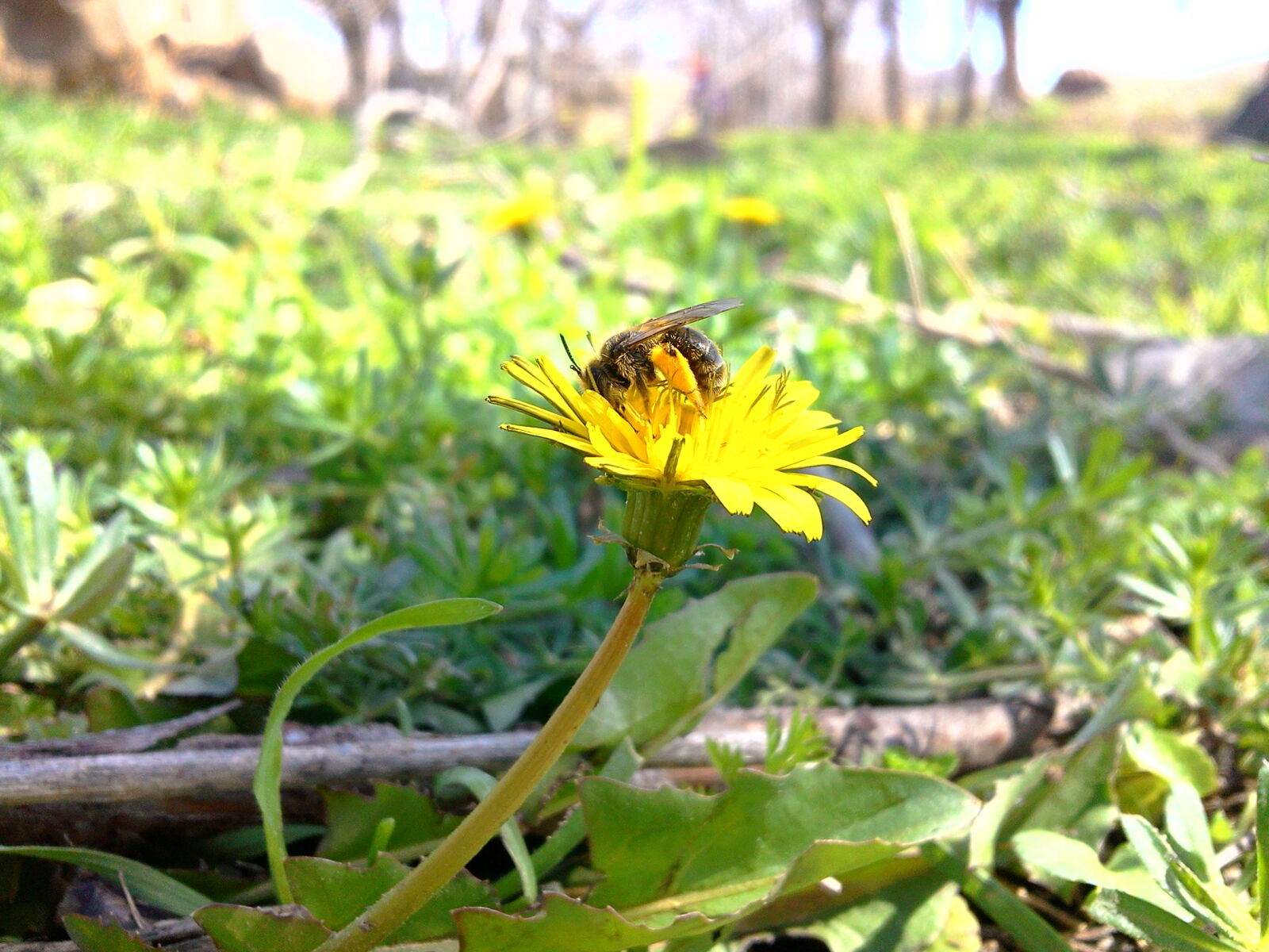 Samsung GT-S5560i sample photo. Flower, honey, bee photography