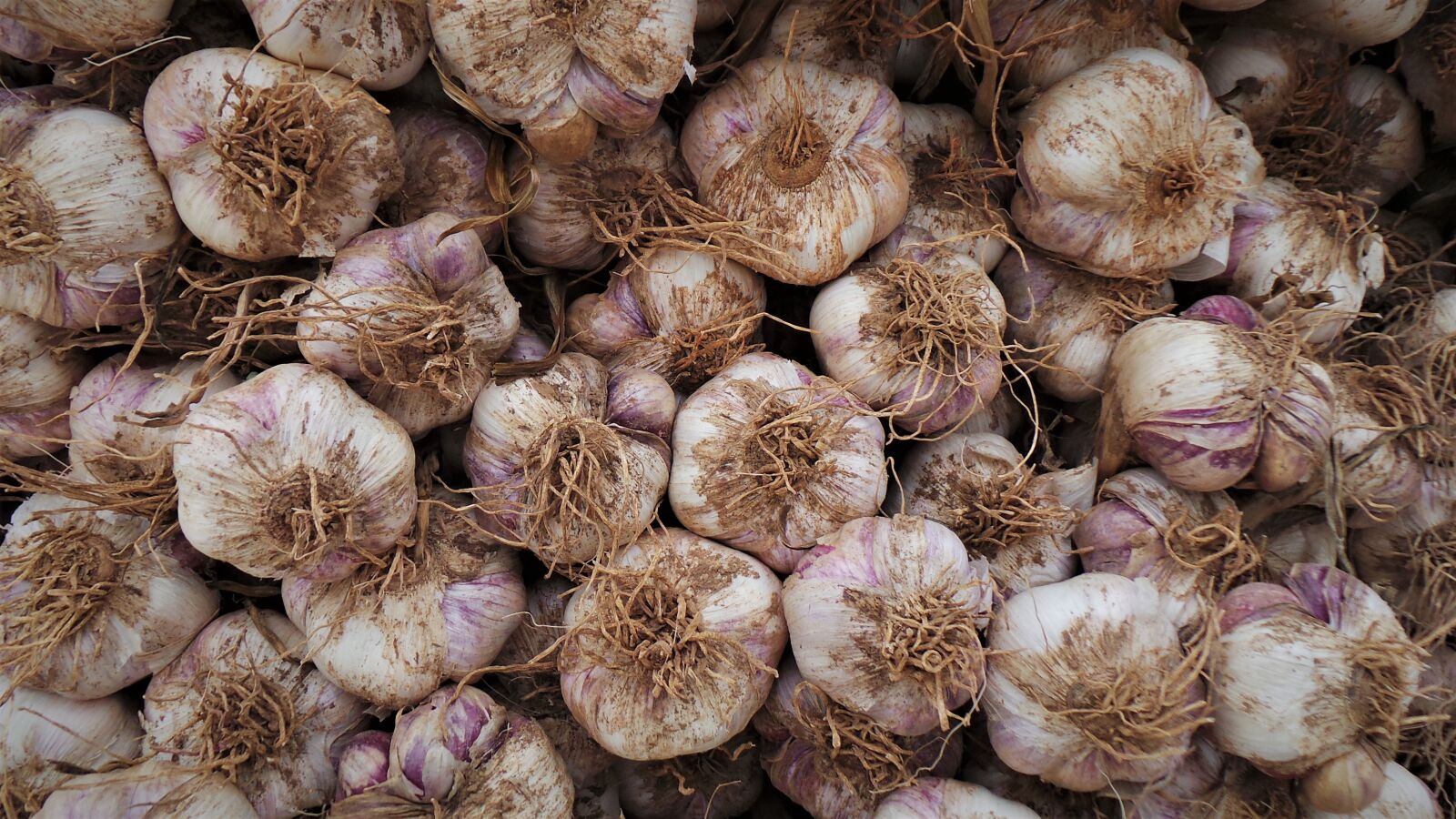 Samsung Galaxy Camera (Wi-Fi) sample photo. Garlic, health, harvest photography