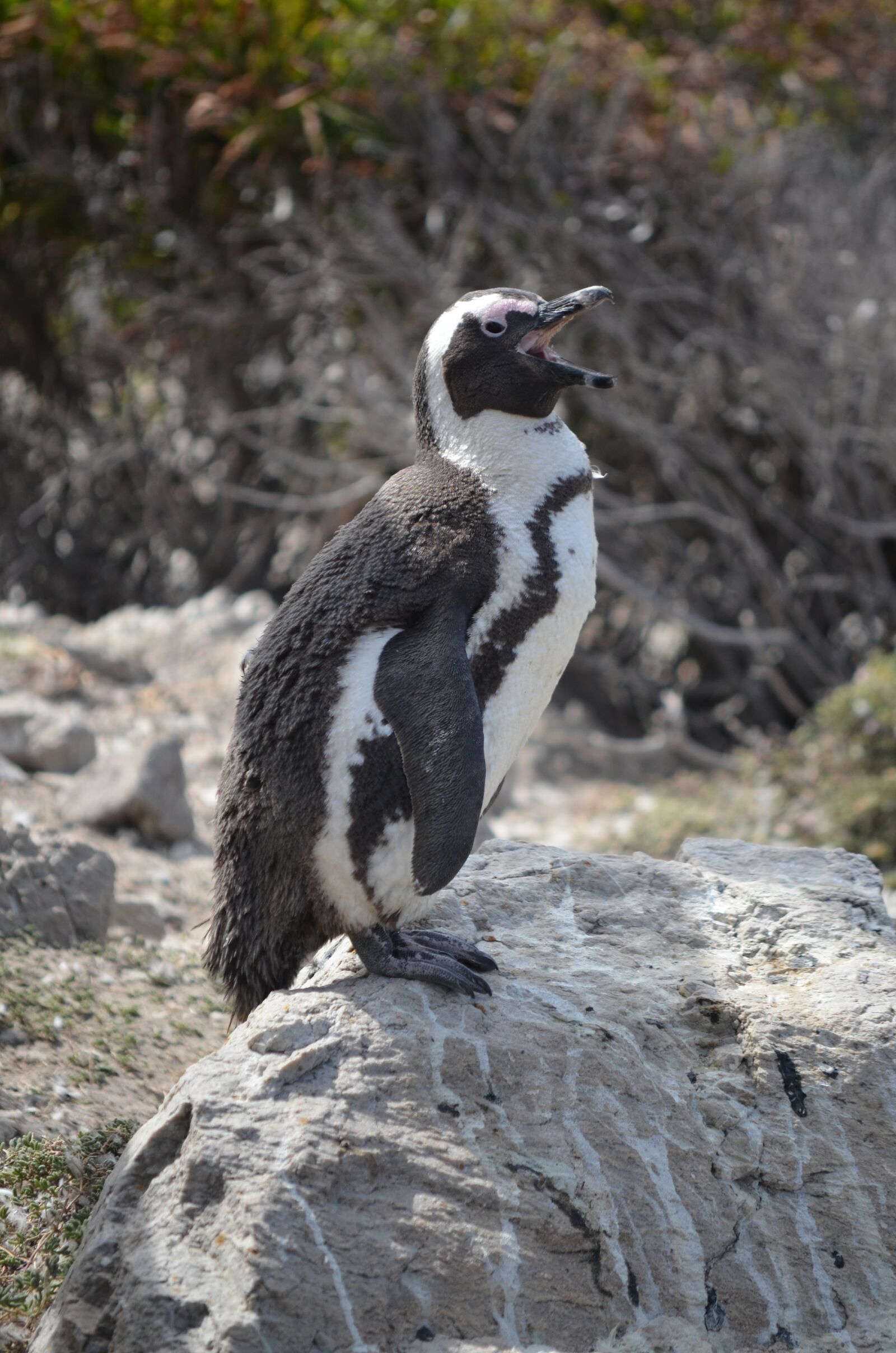 Nikon D5100 sample photo. Penguins, beach, rocks photography