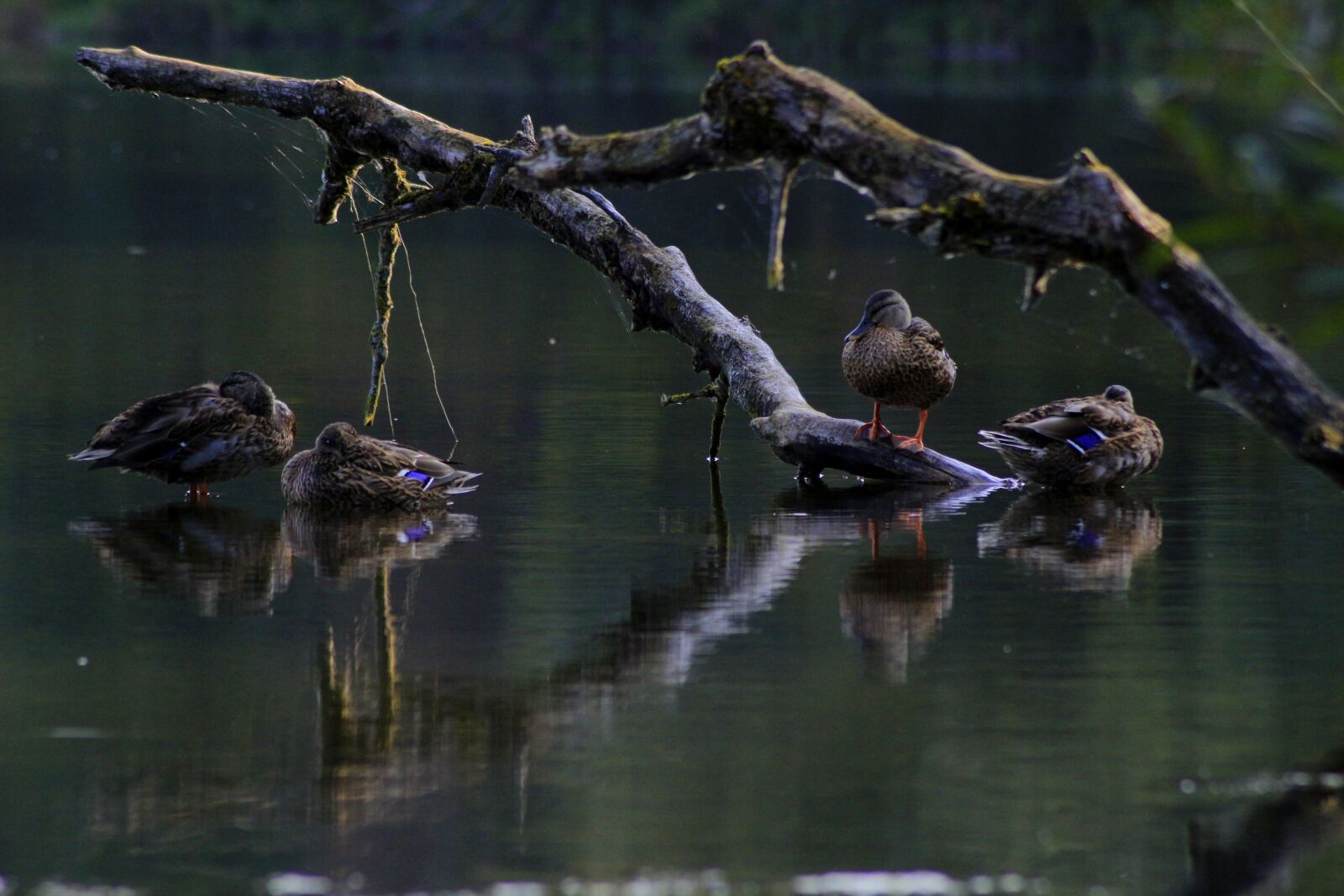 Canon EOS 100D (EOS Rebel SL1 / EOS Kiss X7) sample photo. Lake, ducks, nature photography