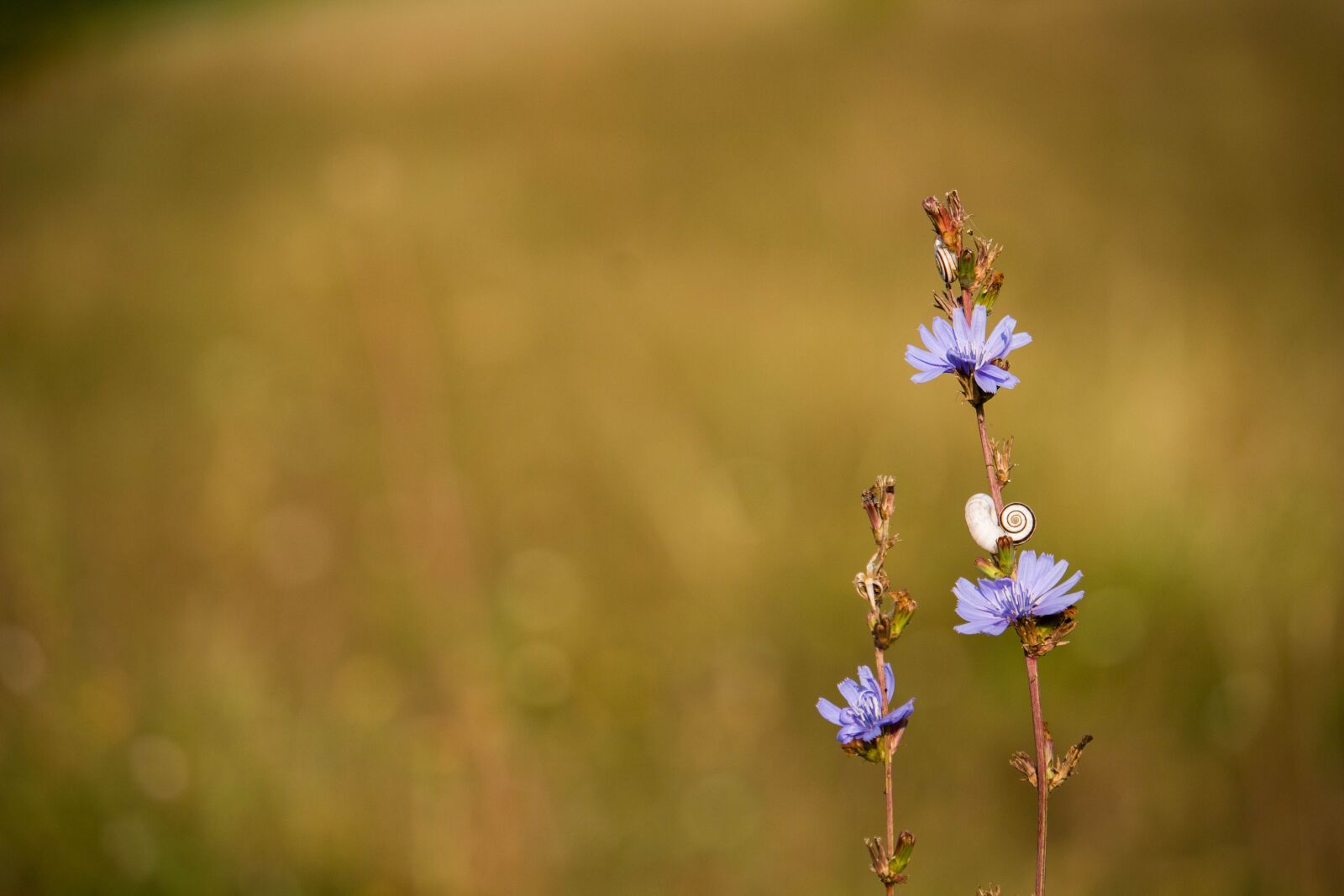 Canon EOS 100D (EOS Rebel SL1 / EOS Kiss X7) sample photo. Small snail, blue flowers photography