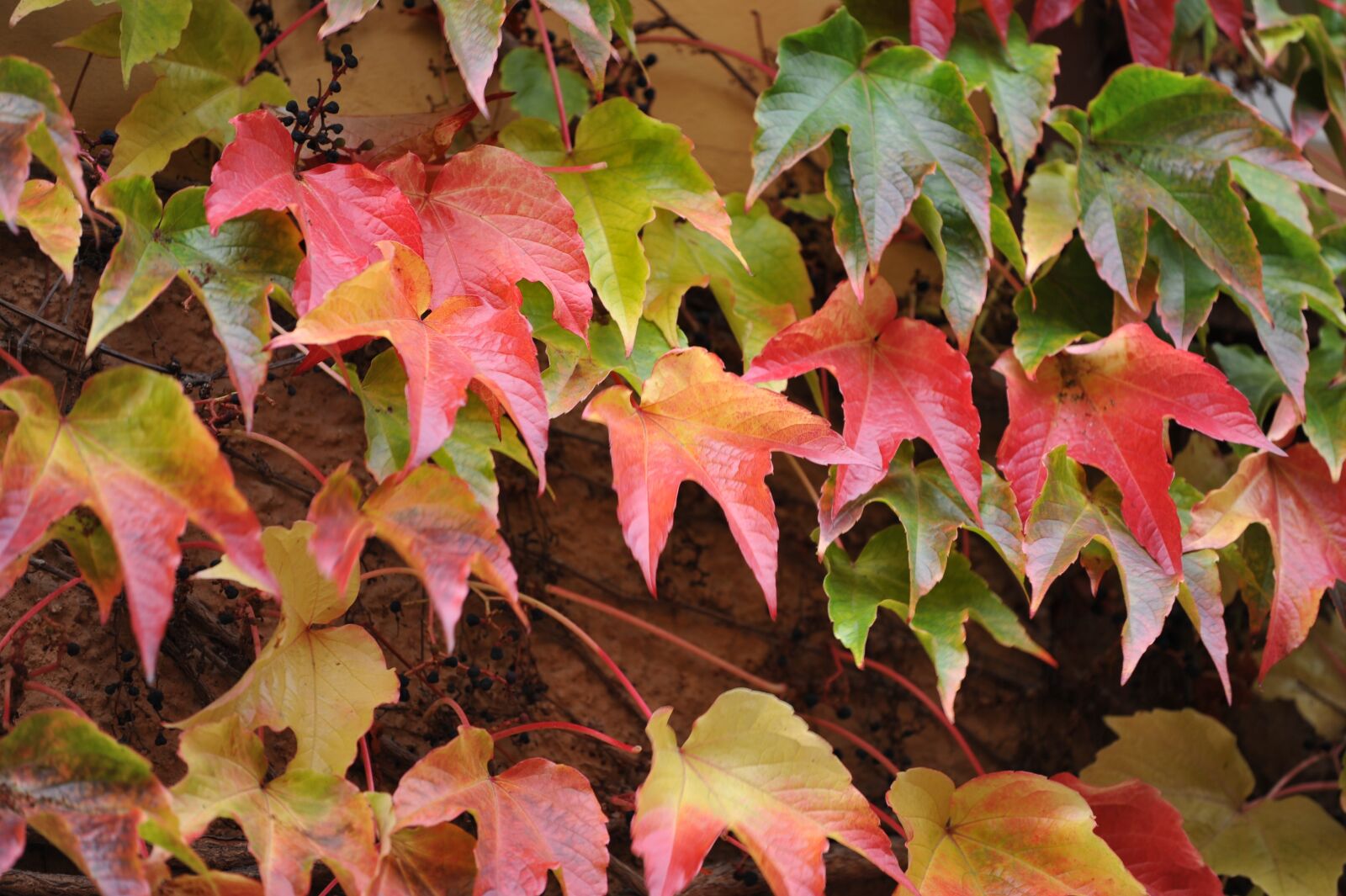 Nikon D700 sample photo. Leaves, autumn, nature photography