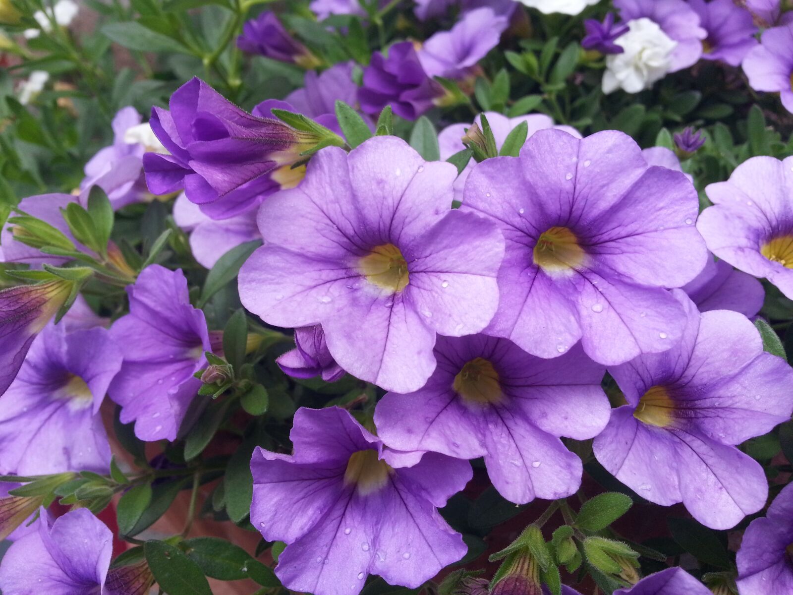 Samsung Galaxy Note2 sample photo. Flower, pot, plants photography