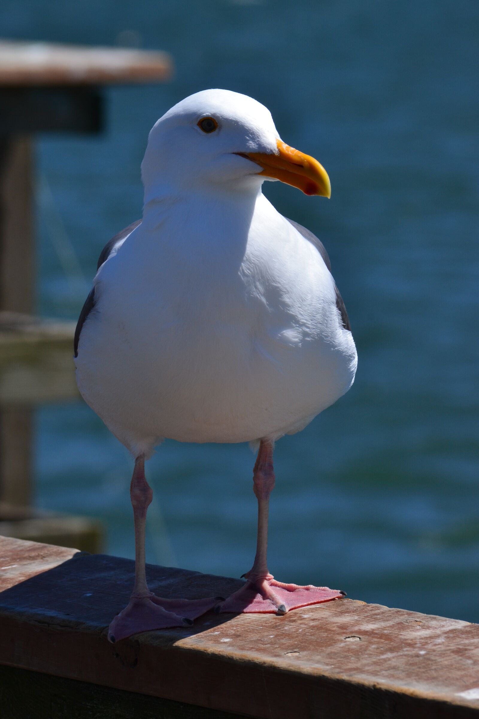 Nikon D3100 sample photo. California, seagull, sunny photography