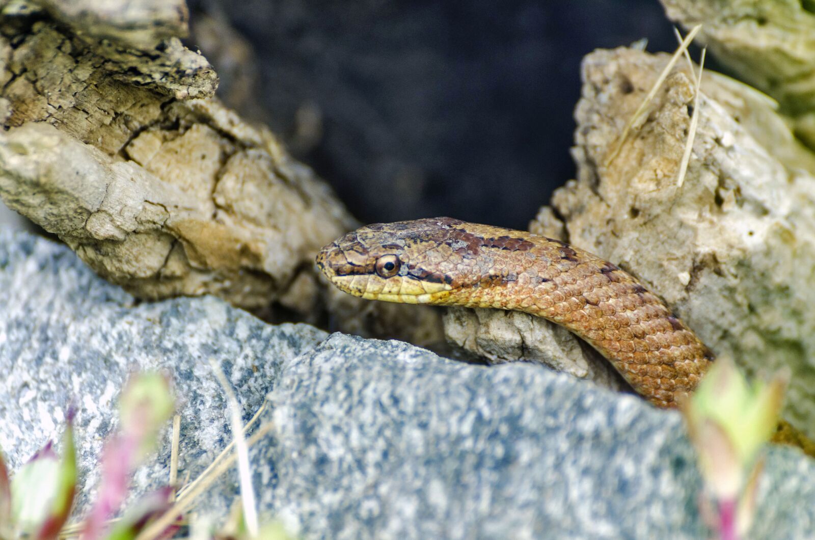 Tamron SP 70-300mm F4-5.6 Di VC USD sample photo. Snakes, reptile, snake photography
