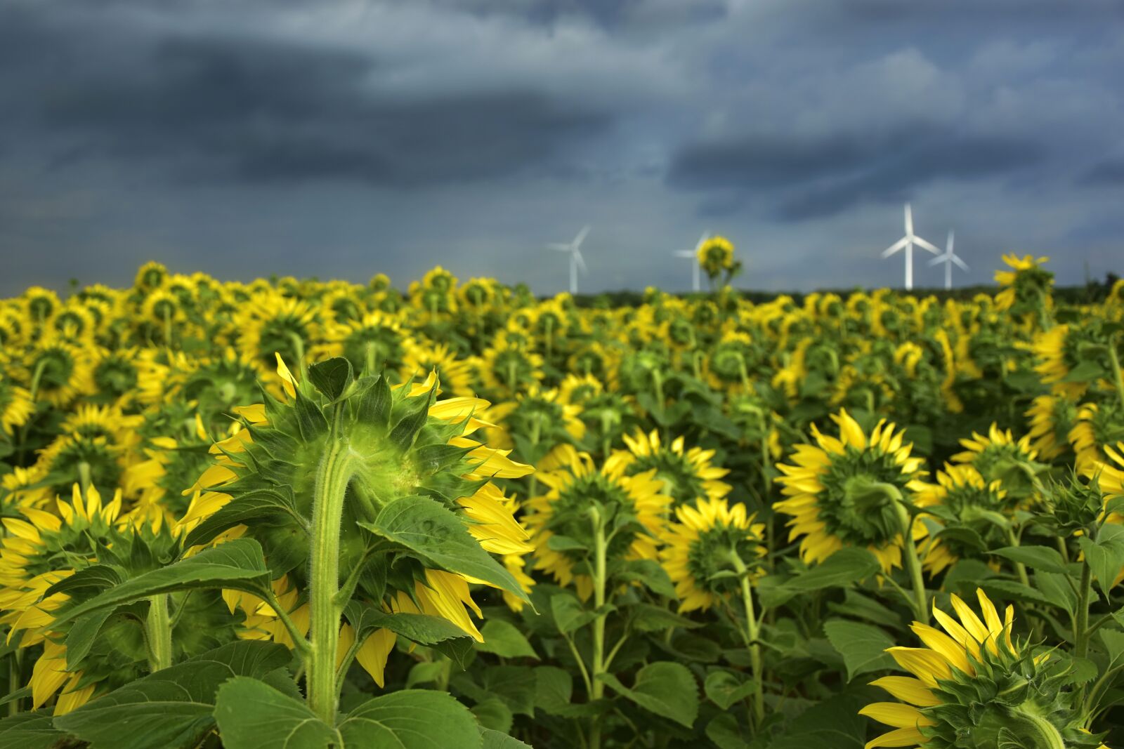 Nikon D5600 sample photo. Sunflower, helianthus, flowers photography