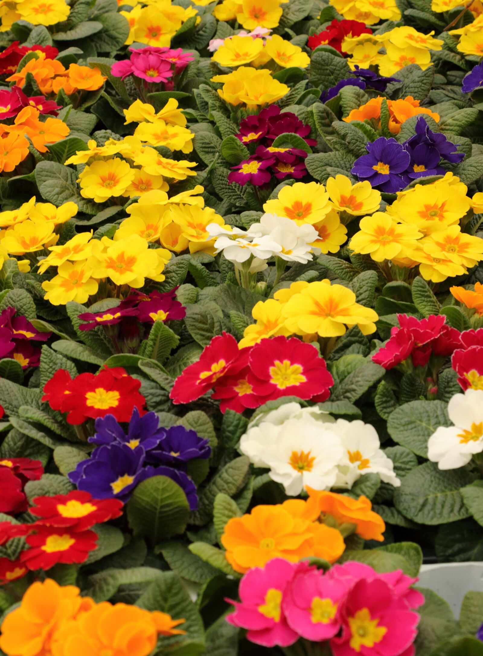 Canon EOS 80D sample photo. Primroses, flowers, spring photography