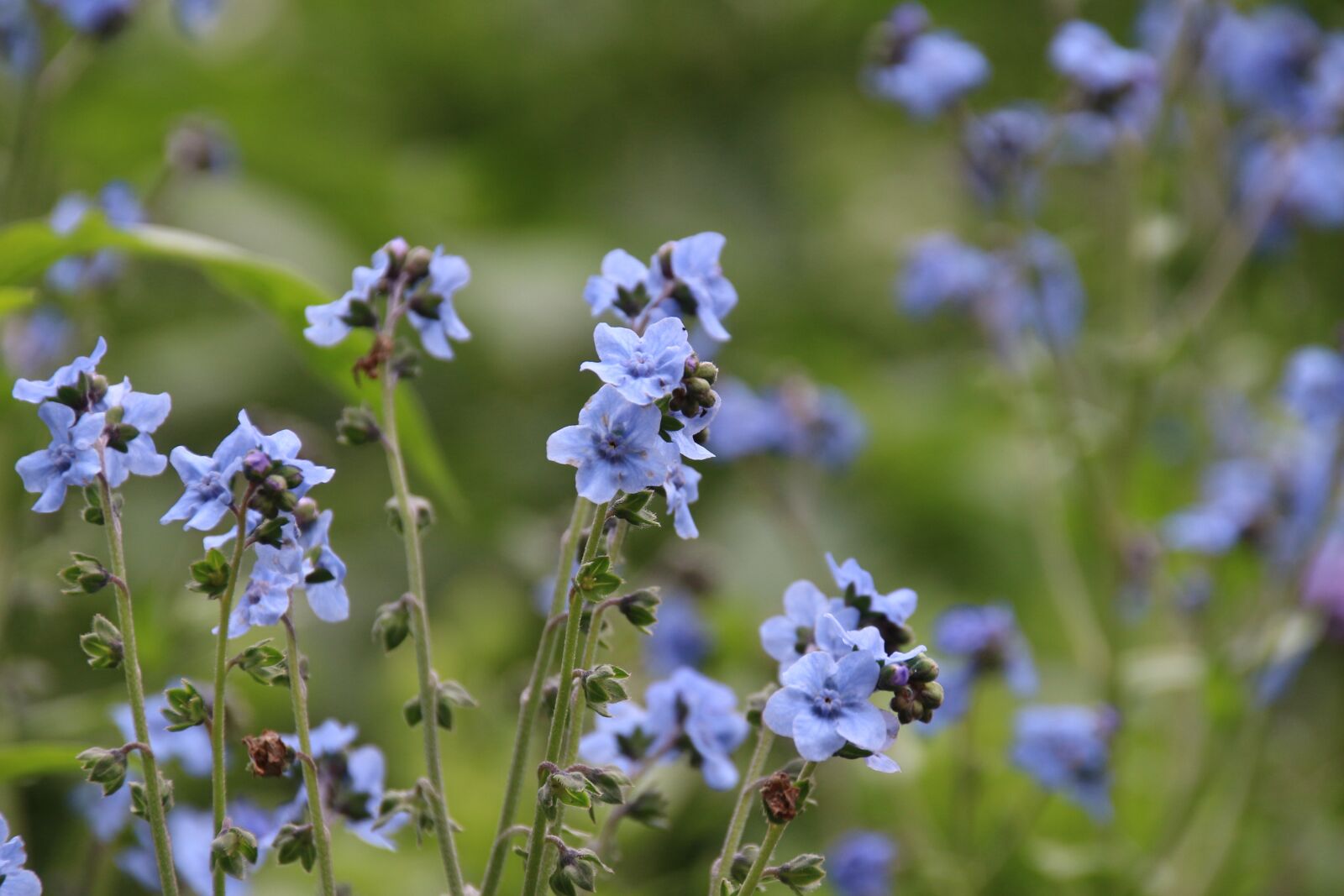 Canon EOS 700D (EOS Rebel T5i / EOS Kiss X7i) sample photo. Flowers, purple, small photography