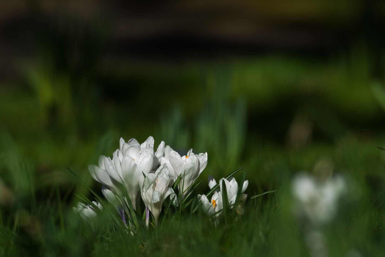 Nikon D800 sample photo. Crocus, flowers, spring photography