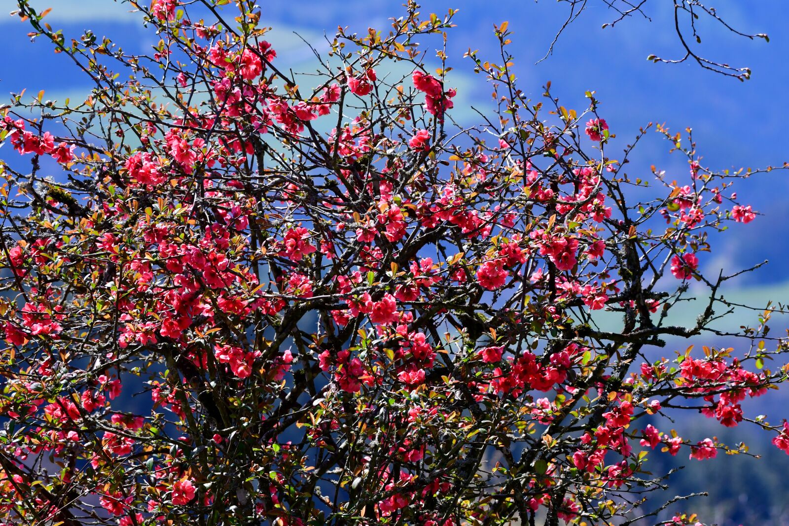 Nikon D500 sample photo. Blossom, nature, flower photography