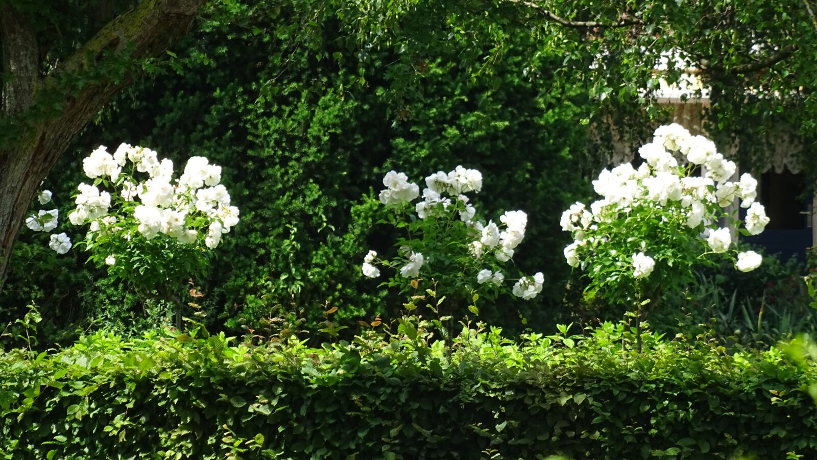 Sony DSC-HX60 sample photo. White, roses, garden photography