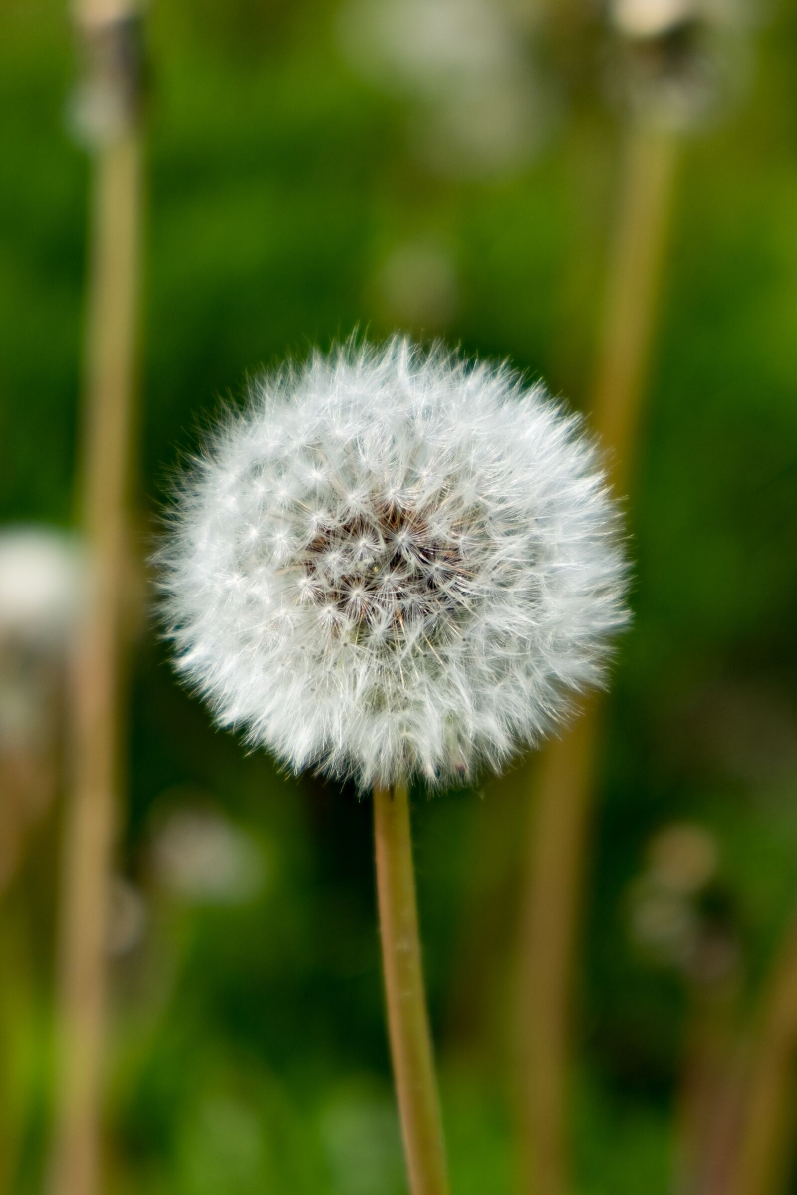 Fujifilm X-T10 sample photo. Sonchus oleraceus, nuns, dandelion photography