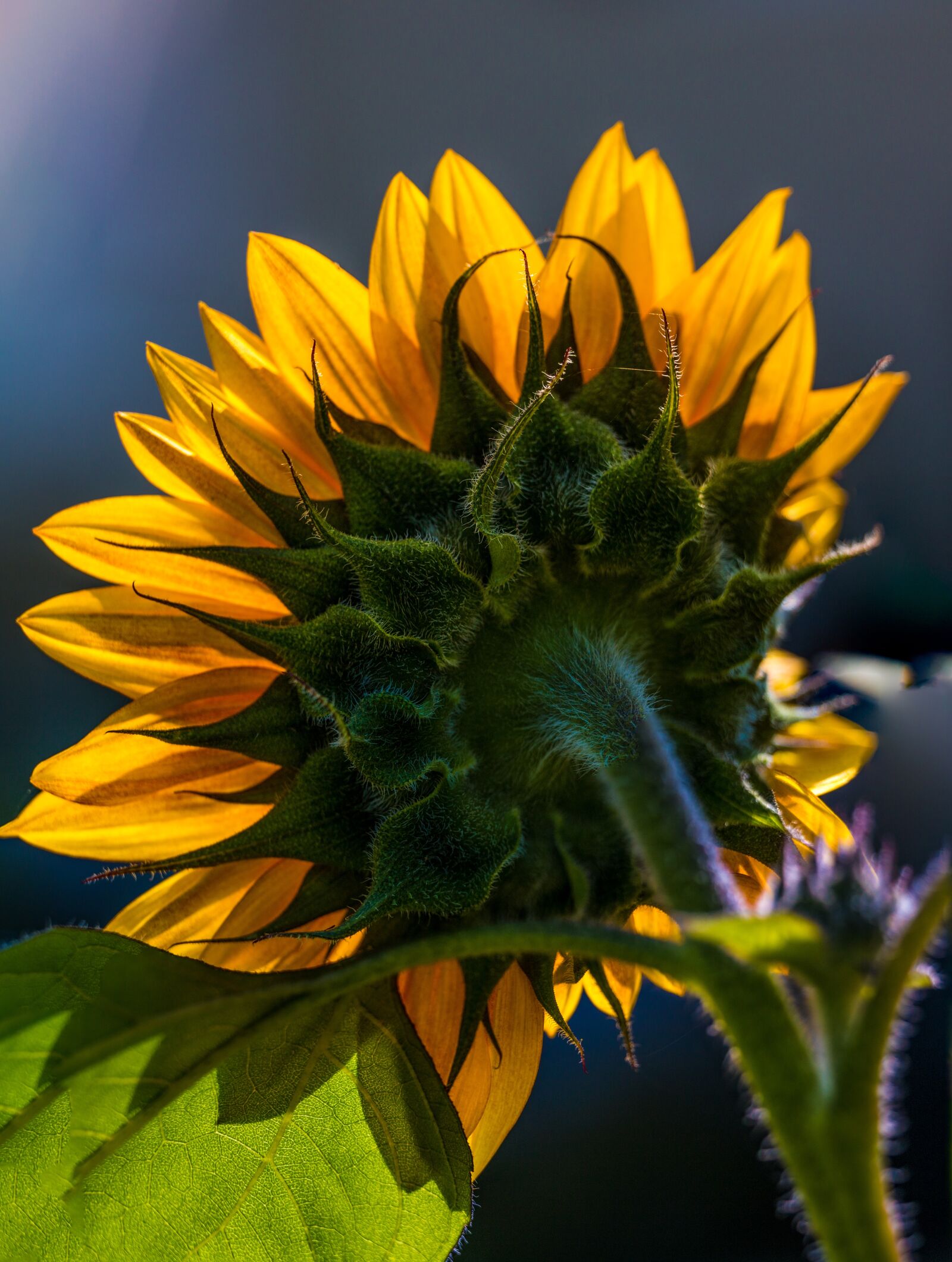 Canon EOS 70D + Canon EF 70-200mm F4L USM sample photo. Sunflower, floral, color photography
