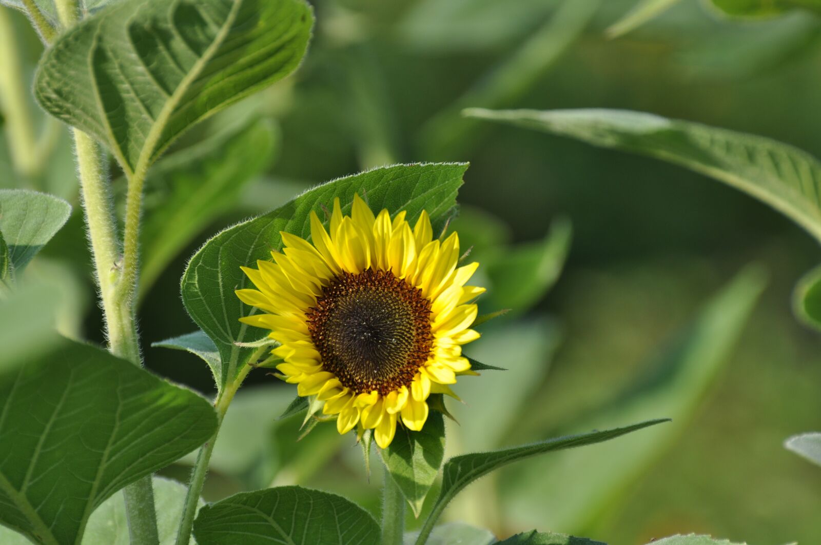 Nikon D5000 sample photo. Sunflower, bloom, yellow flower photography