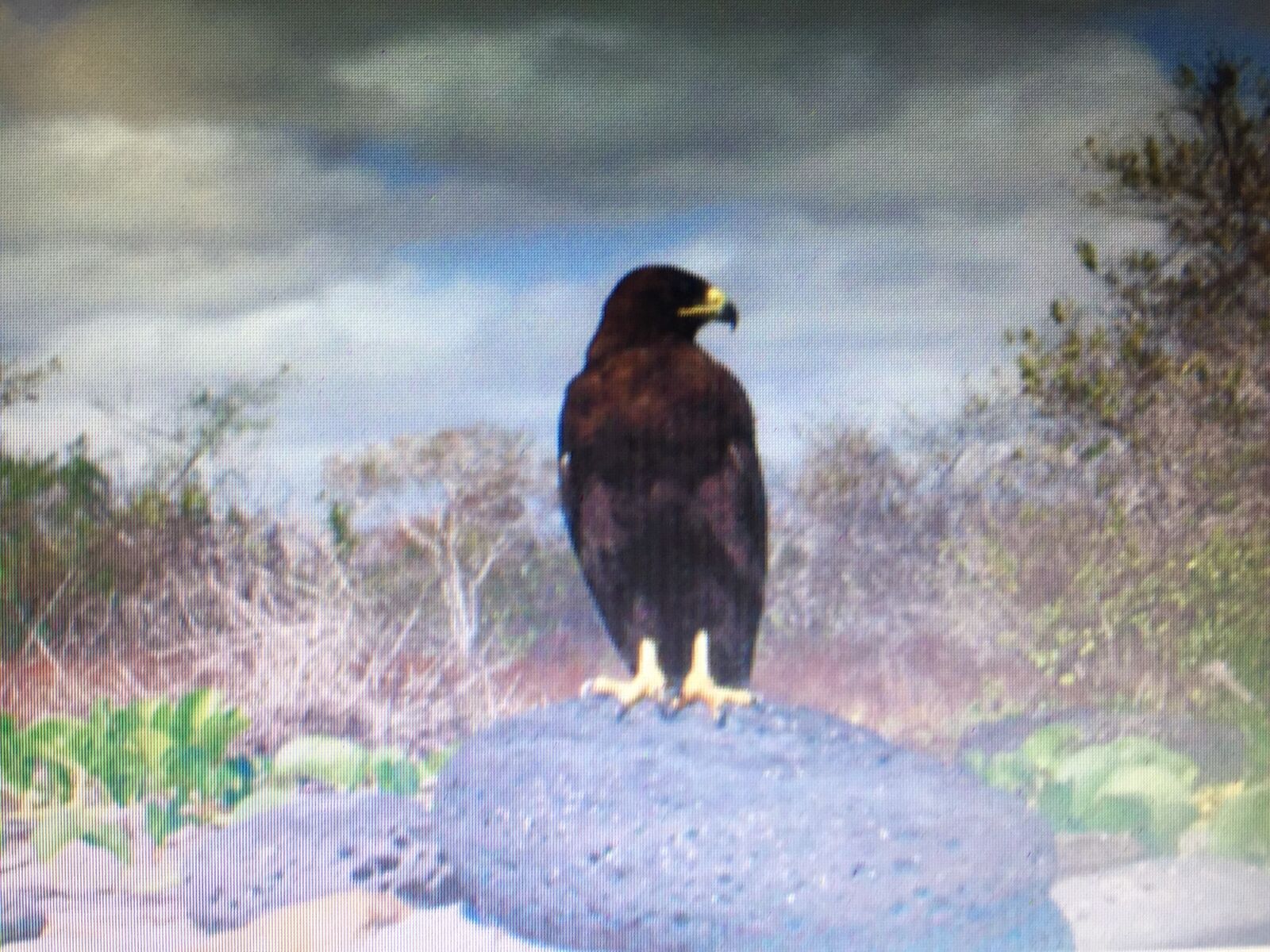 iPhone 6 back camera 4.15mm f/2.2 sample photo. Eagle, in, galapagos, island photography