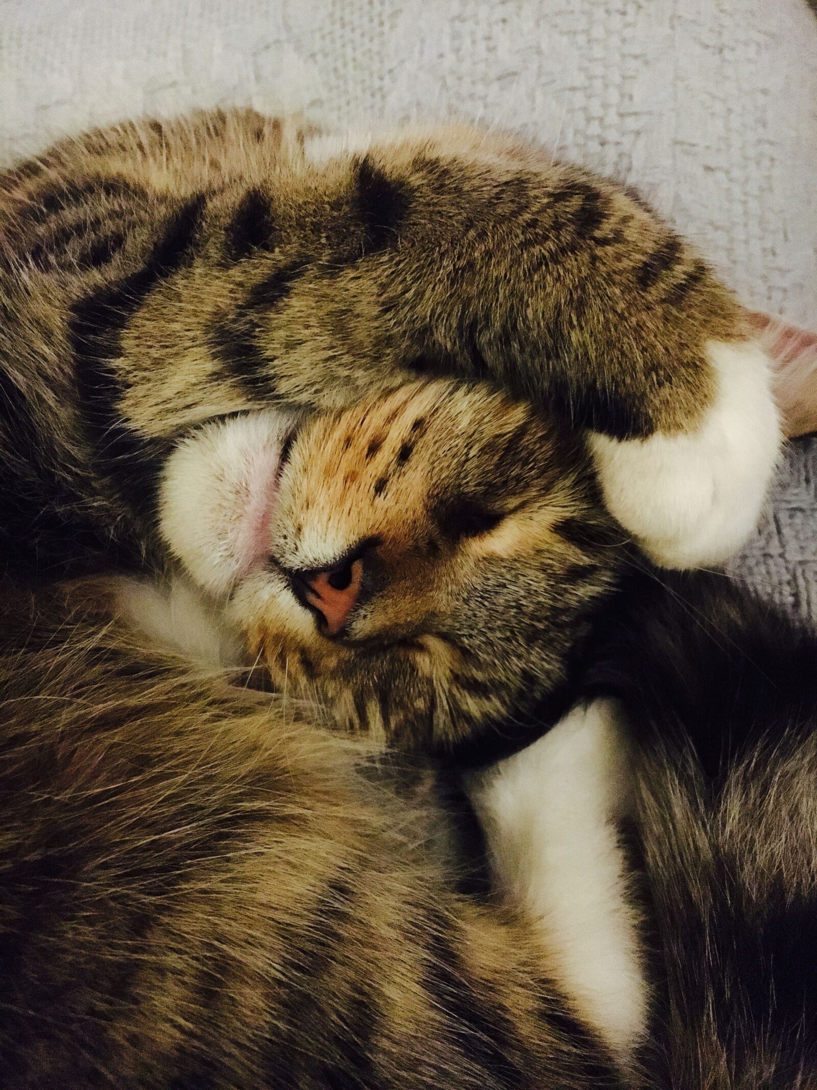 Apple iPhone 6s sample photo. Cat, funny, sleepy photography