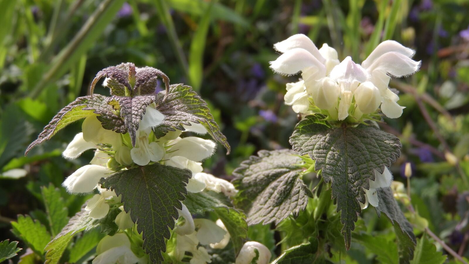 Nikon Coolpix P610 sample photo. Lamium album, hluchavka, the photography