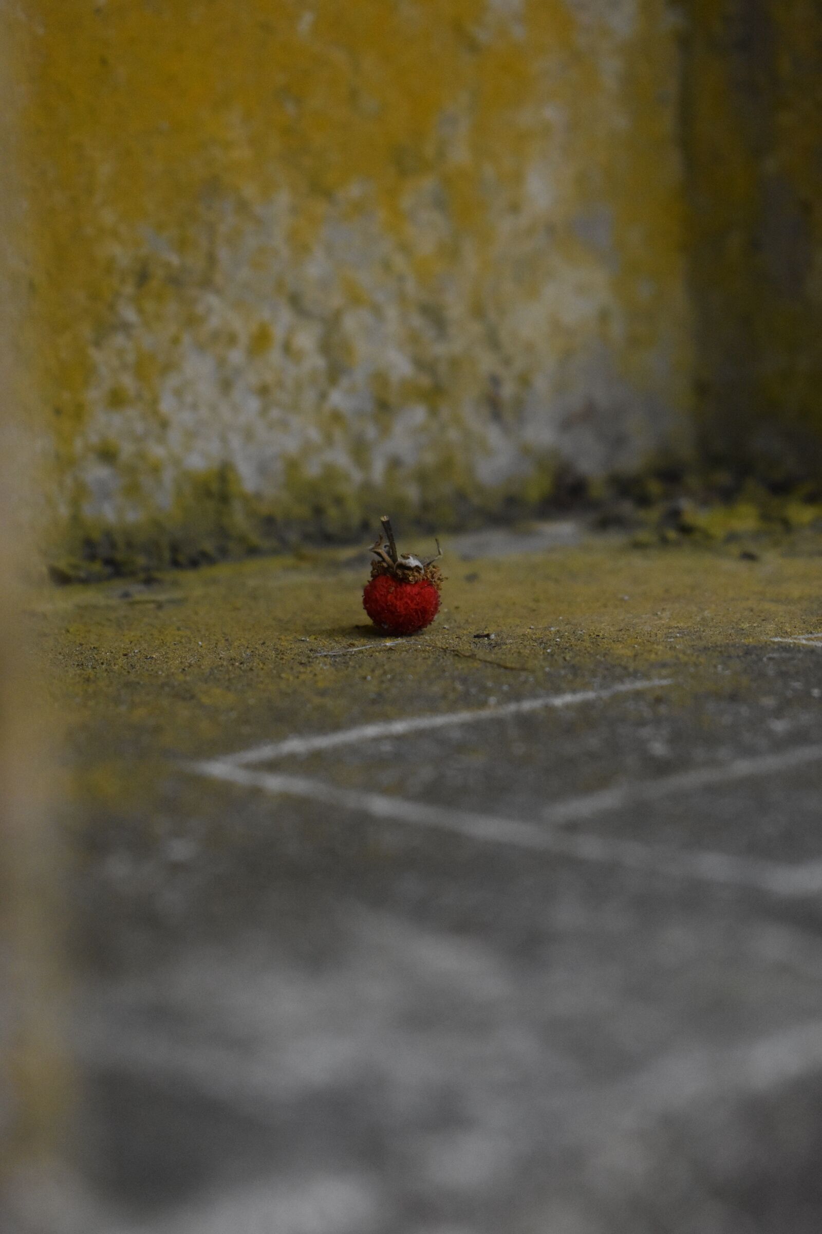 Nikon D3500 sample photo. Texture, berry, nature photography