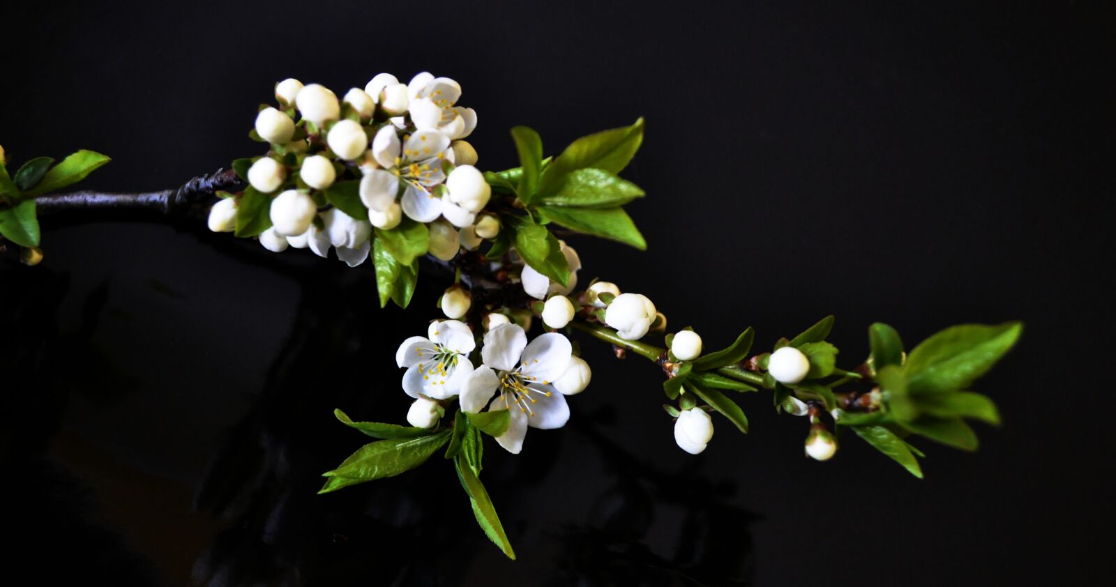 Nikon D5000 sample photo. Nature, plant, leaf photography