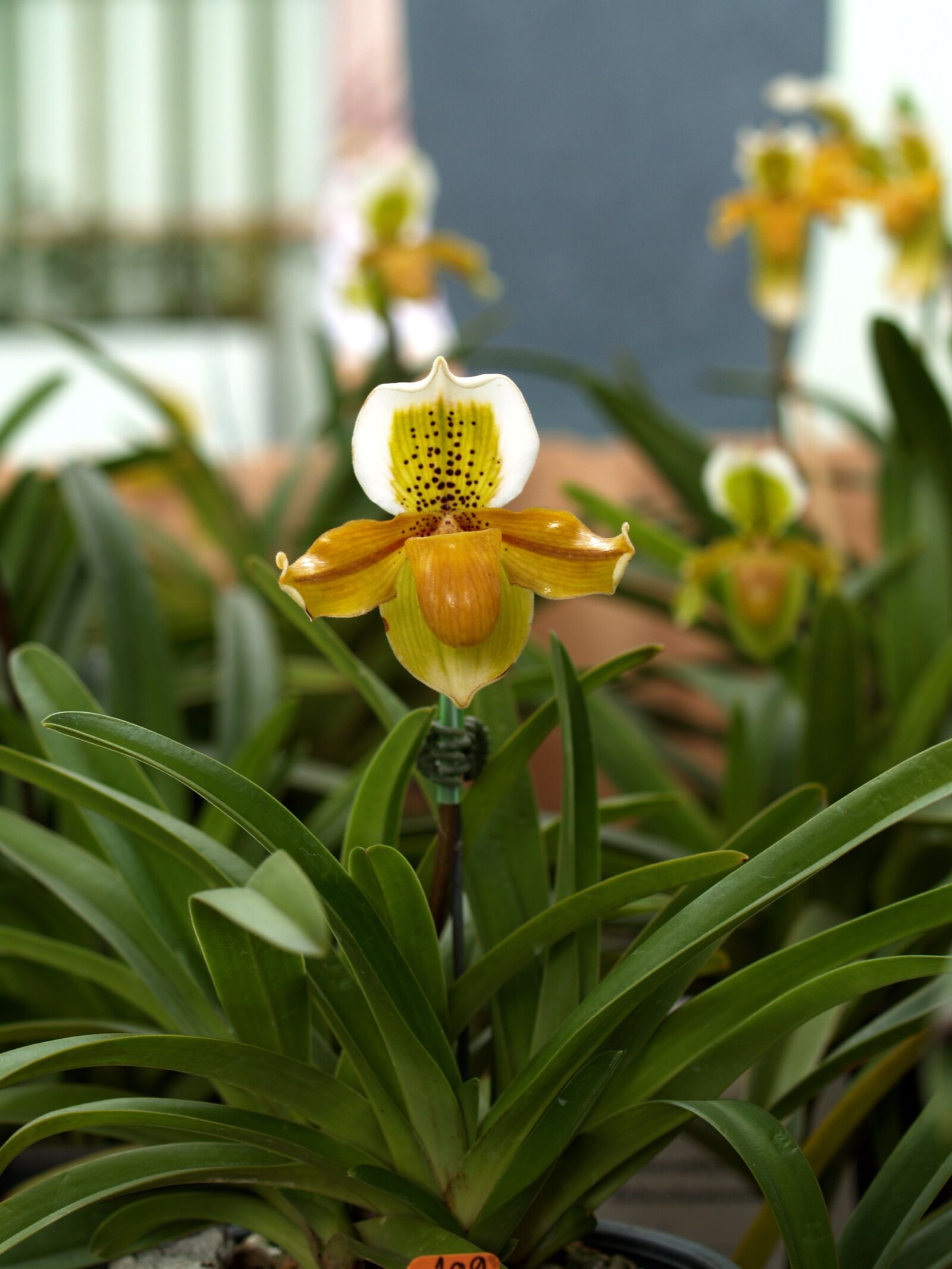 Olympus E-300 (EVOLT E-300) sample photo. Orchid, flower, bright photography