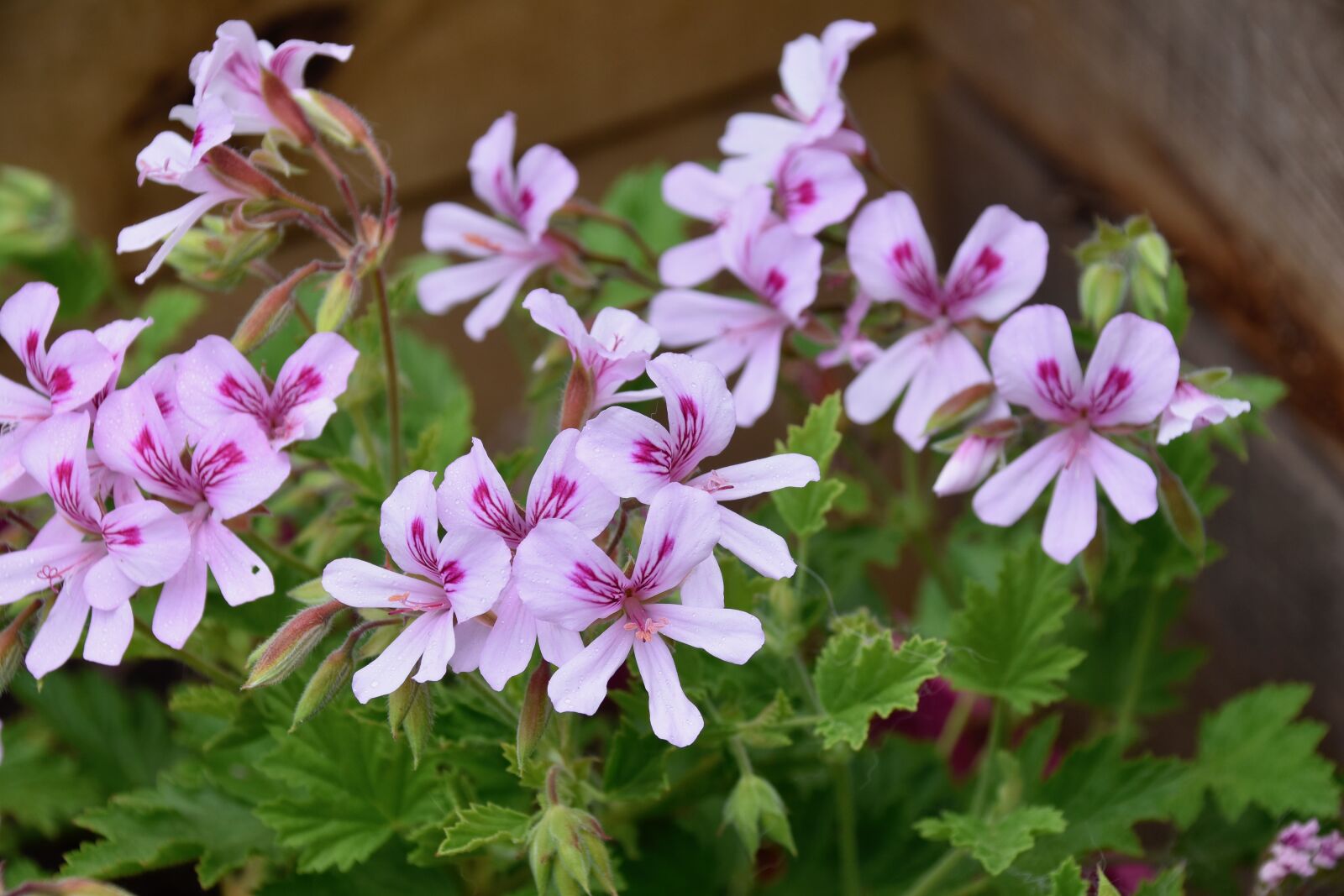 Nikon D5600 sample photo. Flowers, geranium flowers, geranium photography