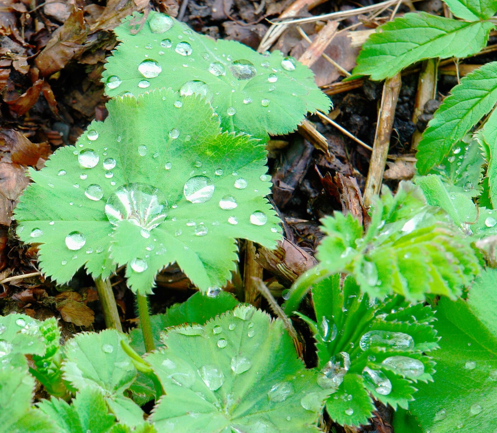 Sony DSC-R1 sample photo. Dew, perennials, leaves photography