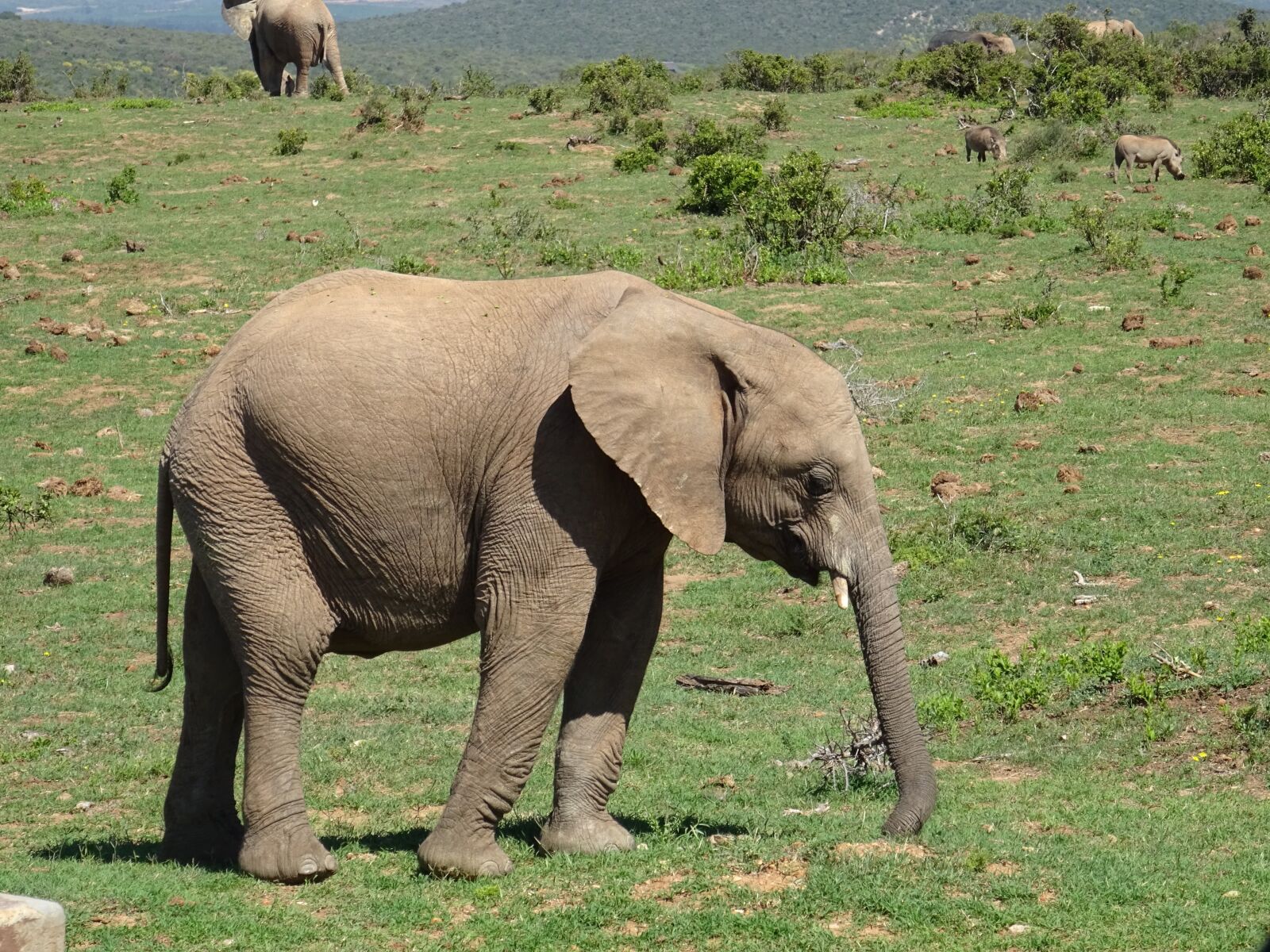 Sony DSC-HX60 sample photo. Elephant, animal world, mammal photography