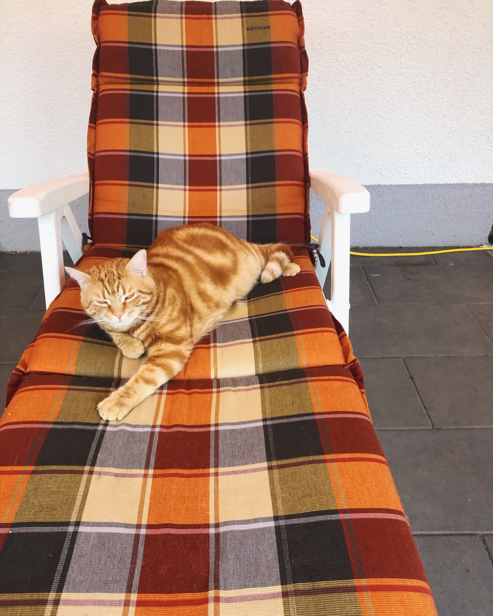 iPhone 8 back camera 3.99mm f/1.8 sample photo. Cat, camp bed, lounger photography