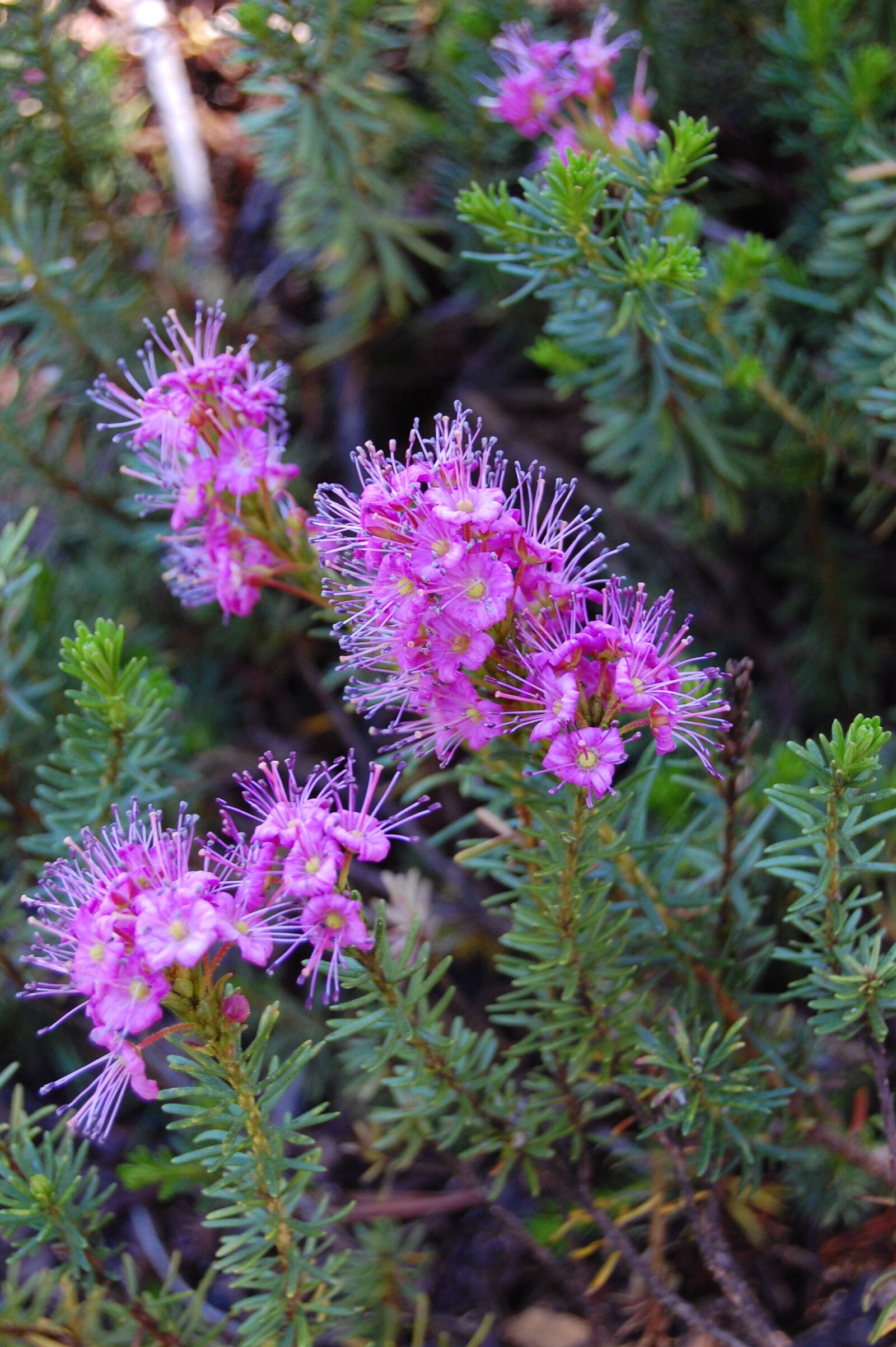 Nikon D40 sample photo. Rosa, flower, field photography