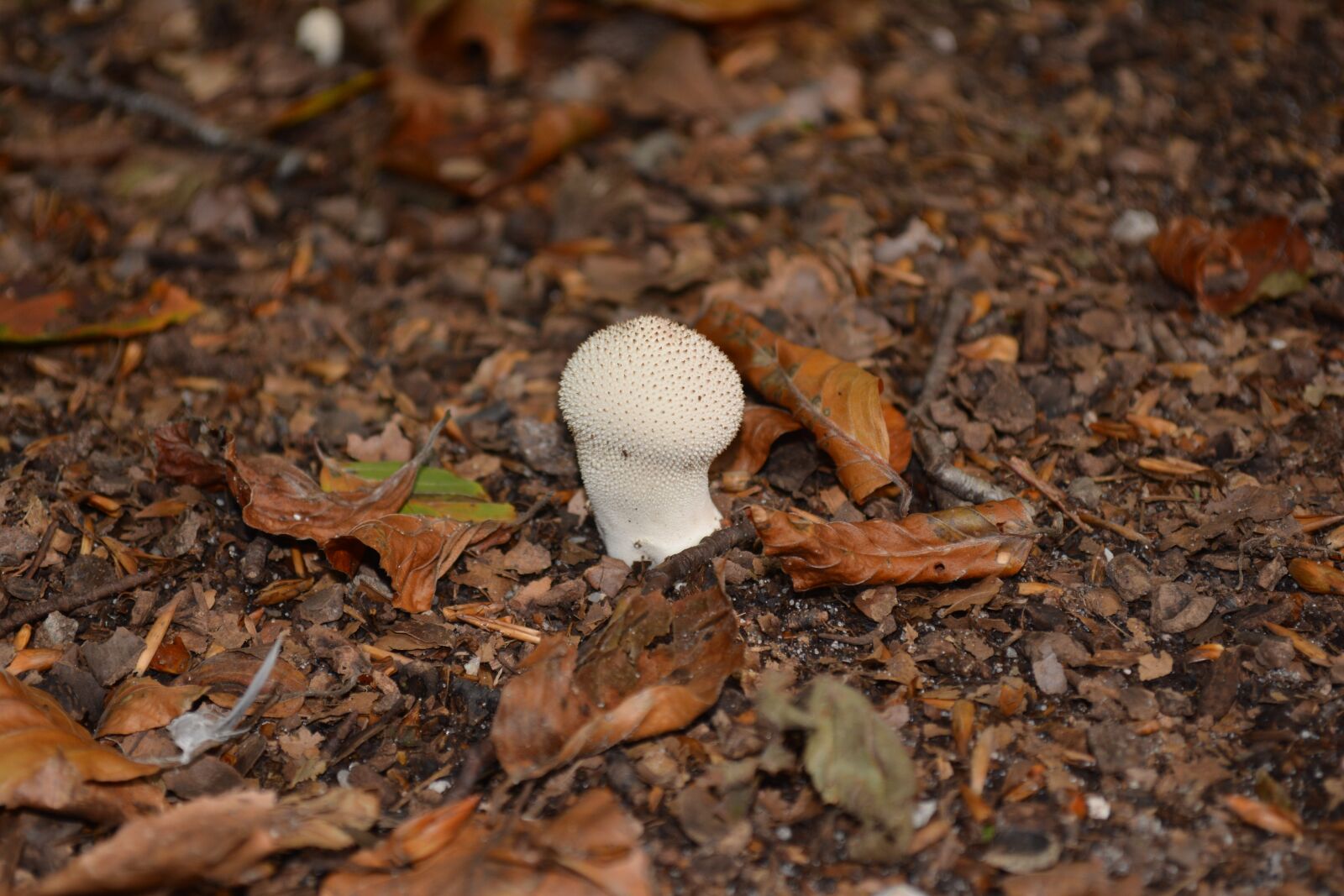 Nikon D5200 sample photo. Mushrooms, nature, autumn photography