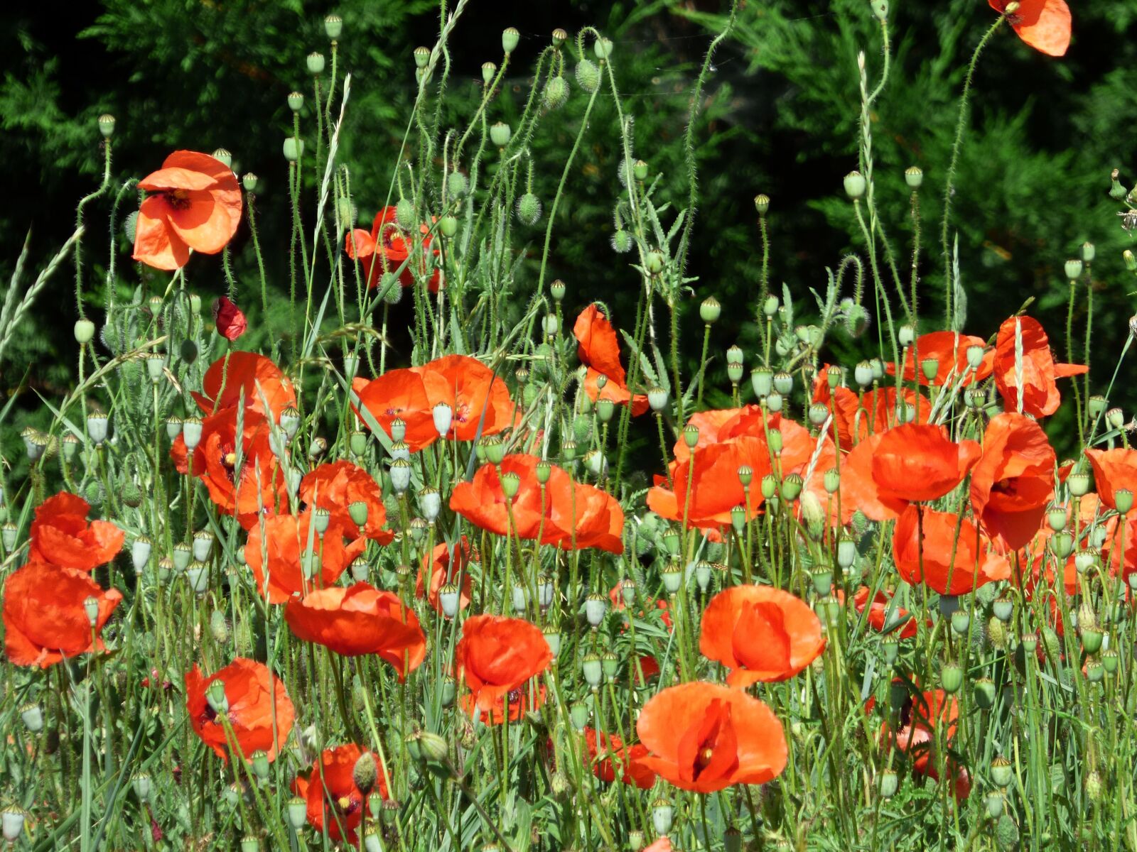 Panasonic DMC-FZ72 sample photo. Flowers, poppies, red photography