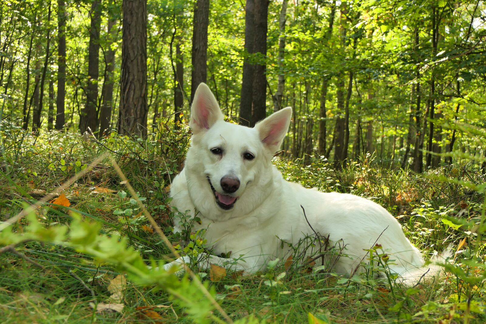 Panasonic Lumix DMC-FZ2500 (Lumix DMC-FZ2000) sample photo. Dog, a smile, sheep-dog photography