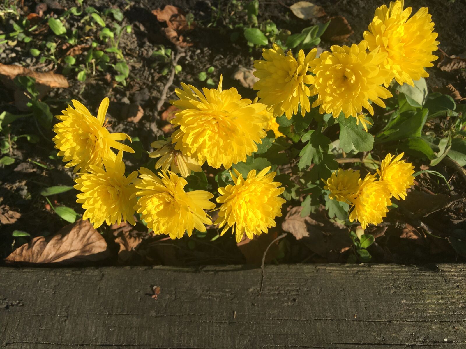 iPhone SE back camera 4.15mm f/2.2 sample photo. Flower, garden, autumn photography