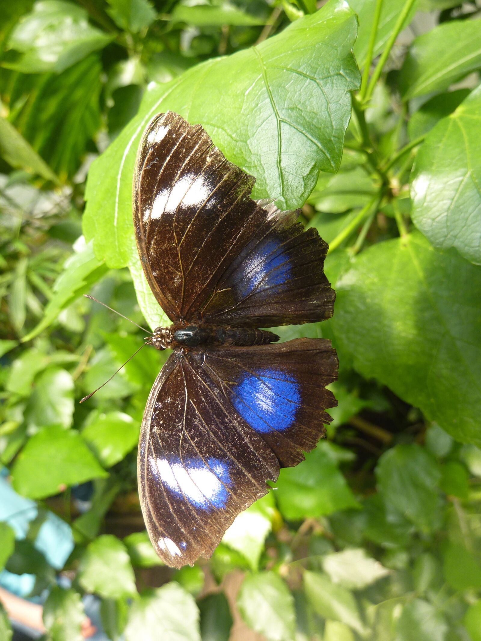 Panasonic DMC-TZ7 sample photo. Butterfly, blue points, insect photography