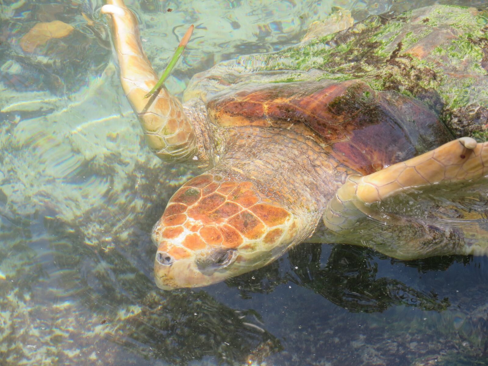 Canon PowerShot SX280 HS sample photo. Sea turtle, fl, usa photography